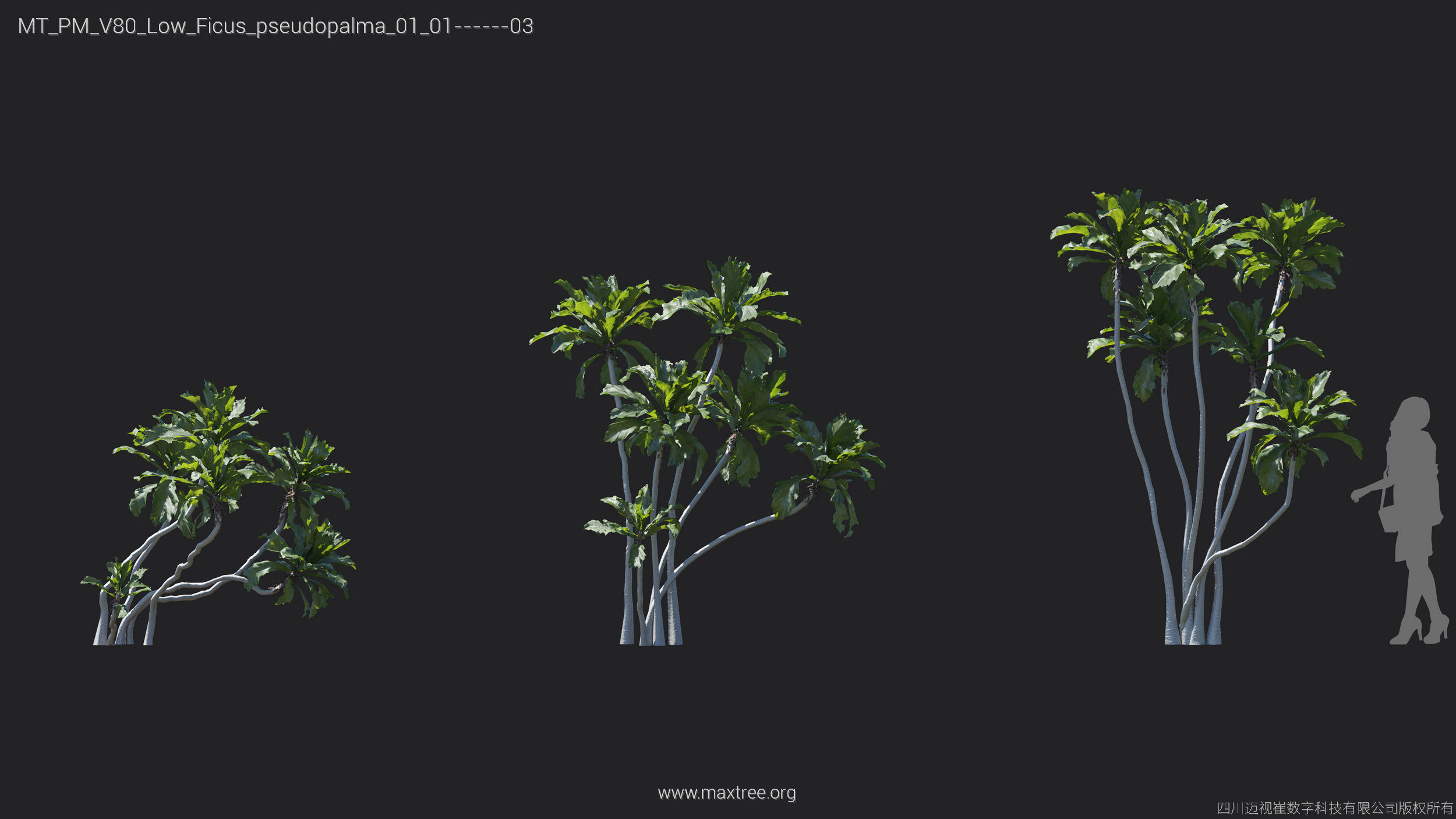 Maxtree Plant Models Vol 80 Low Poly - Mesh 3D model_19