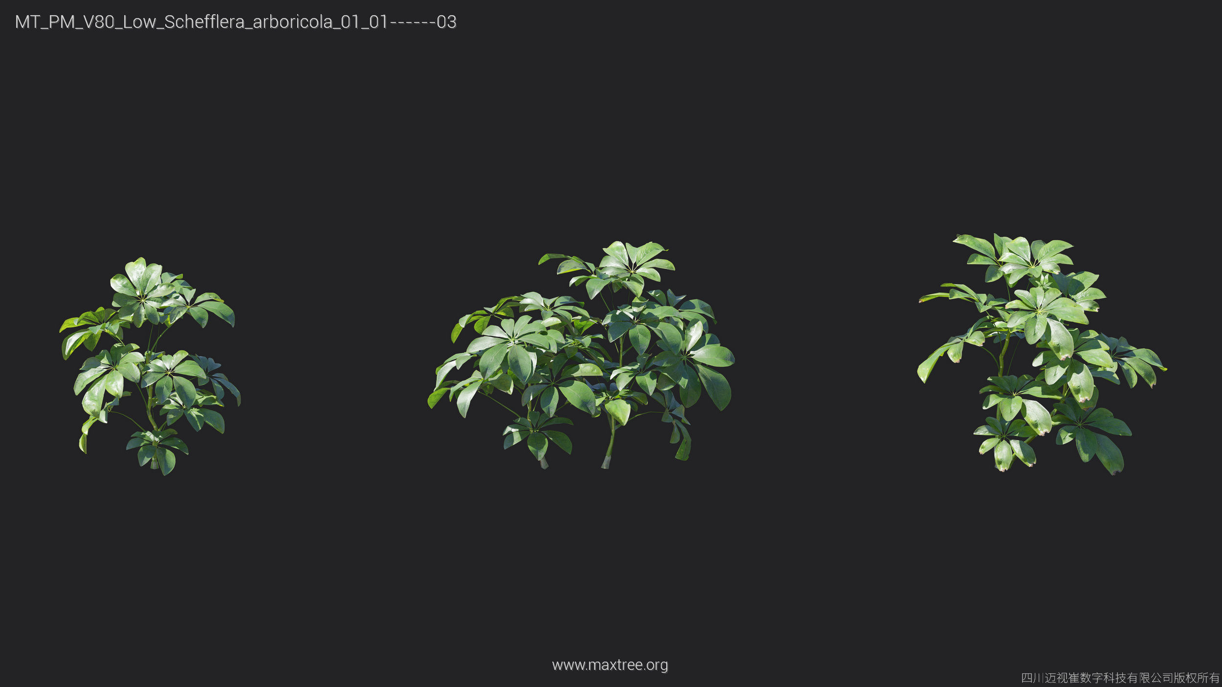 Maxtree Plant Models Vol 80 Low Poly - Mesh 3D model_11