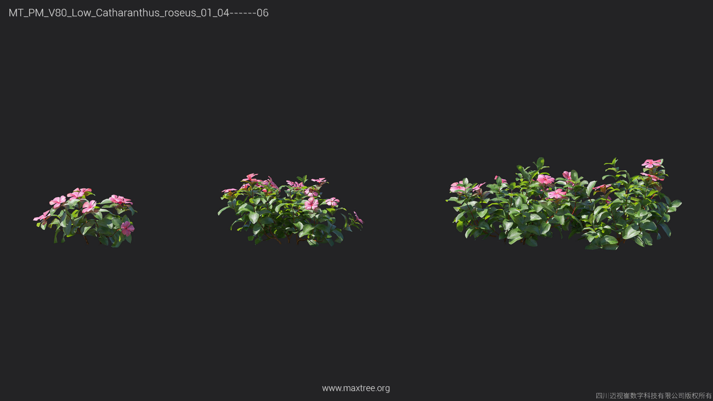 Maxtree Plant Models Vol 80 Low Poly - Mesh 3D model_21