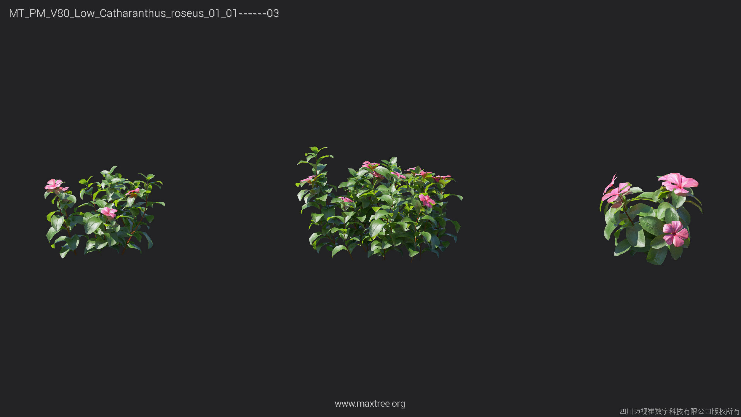 Maxtree Plant Models Vol 80 Low Poly - Mesh 3D model_16