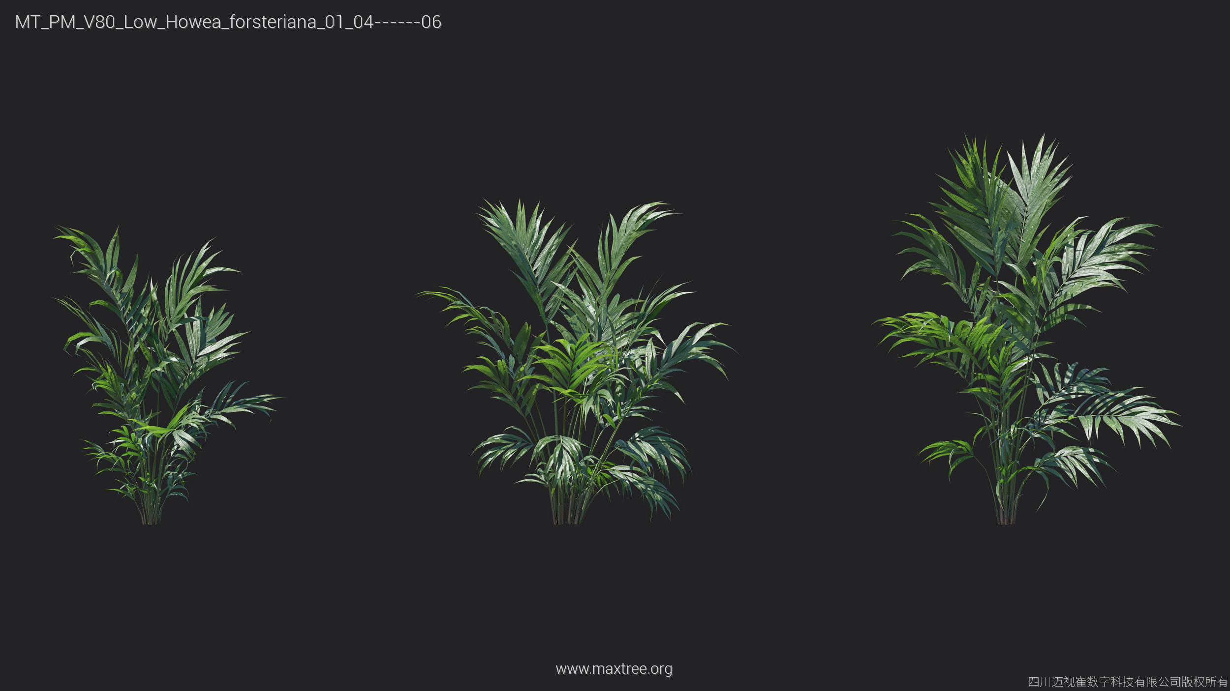 Maxtree Plant Models Vol 80 Low Poly - Mesh 3D model_24
