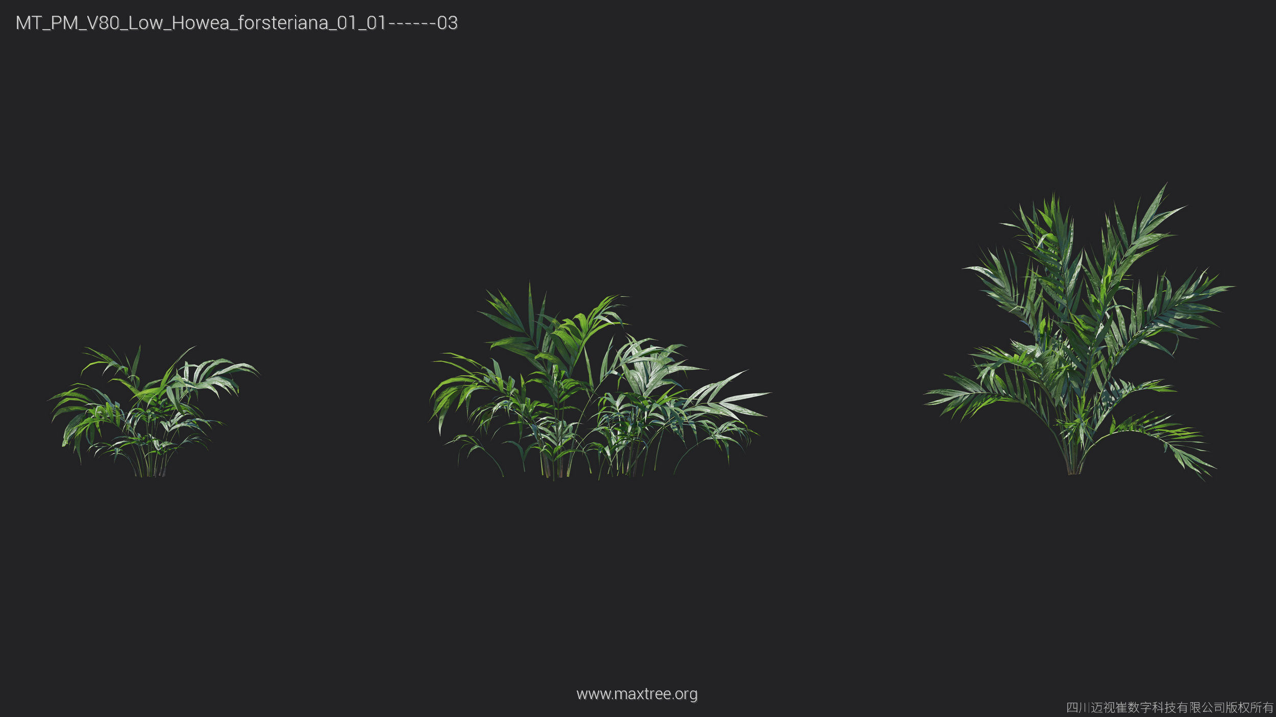 Maxtree Plant Models Vol 80 Low Poly - Mesh 3D model_6