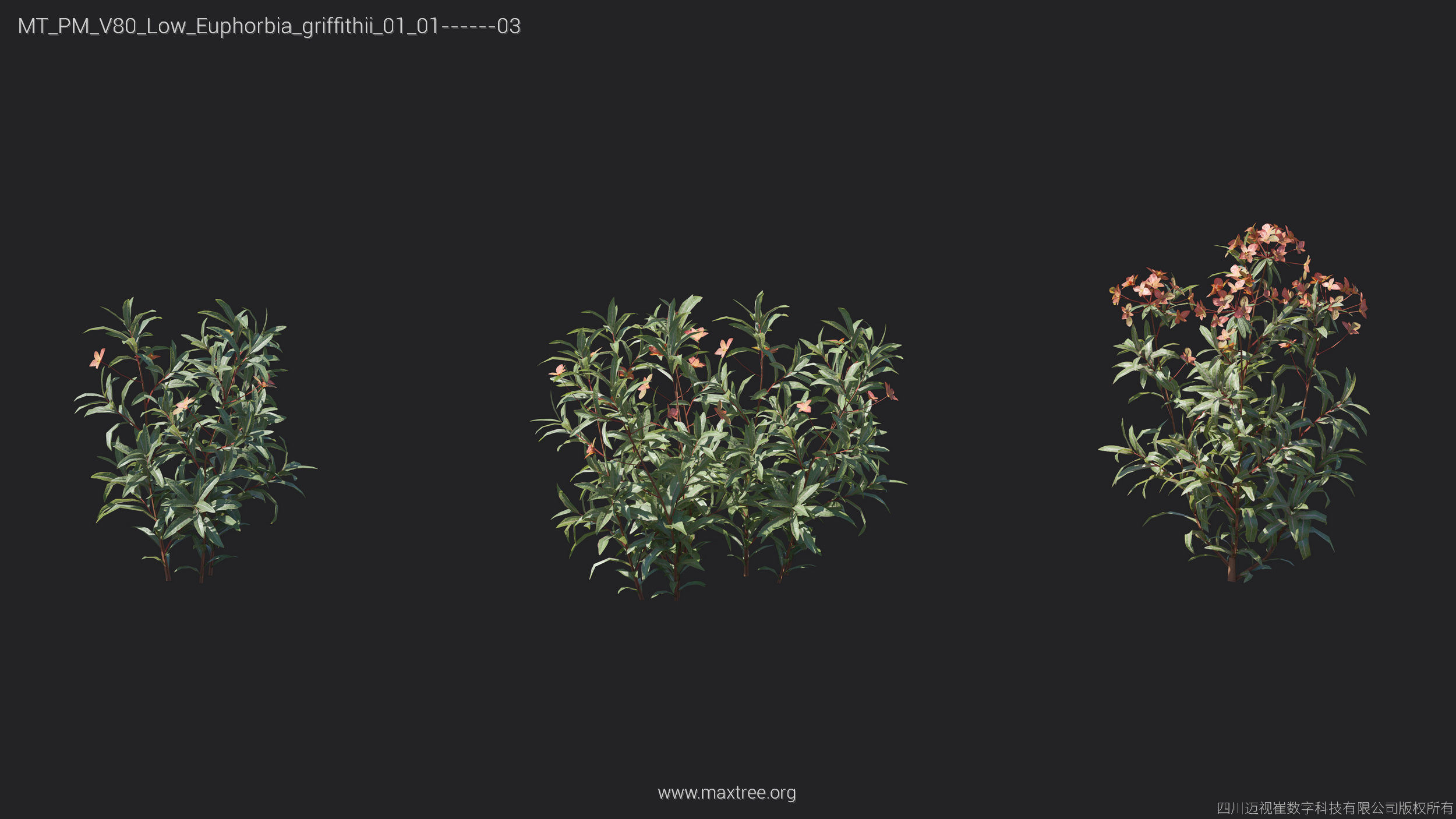 Maxtree Plant Models Vol 80 Low Poly - Mesh 3D model_20