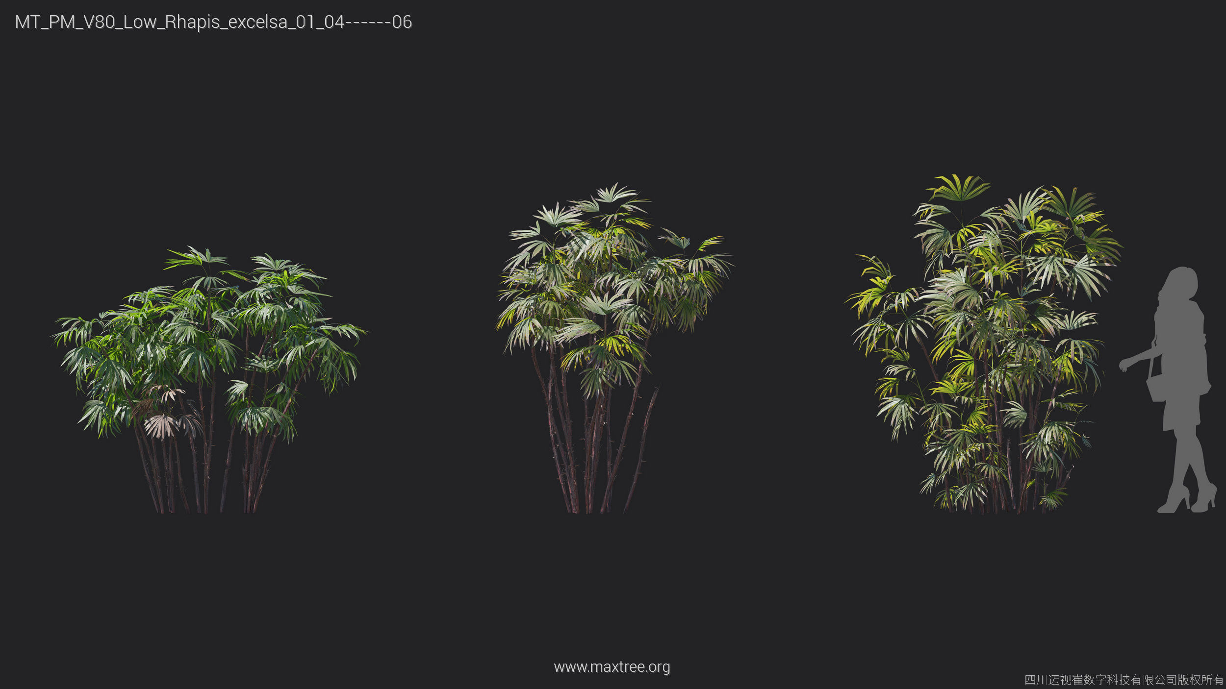 Maxtree Plant Models Vol 80 Low Poly - Mesh 3D model_10
