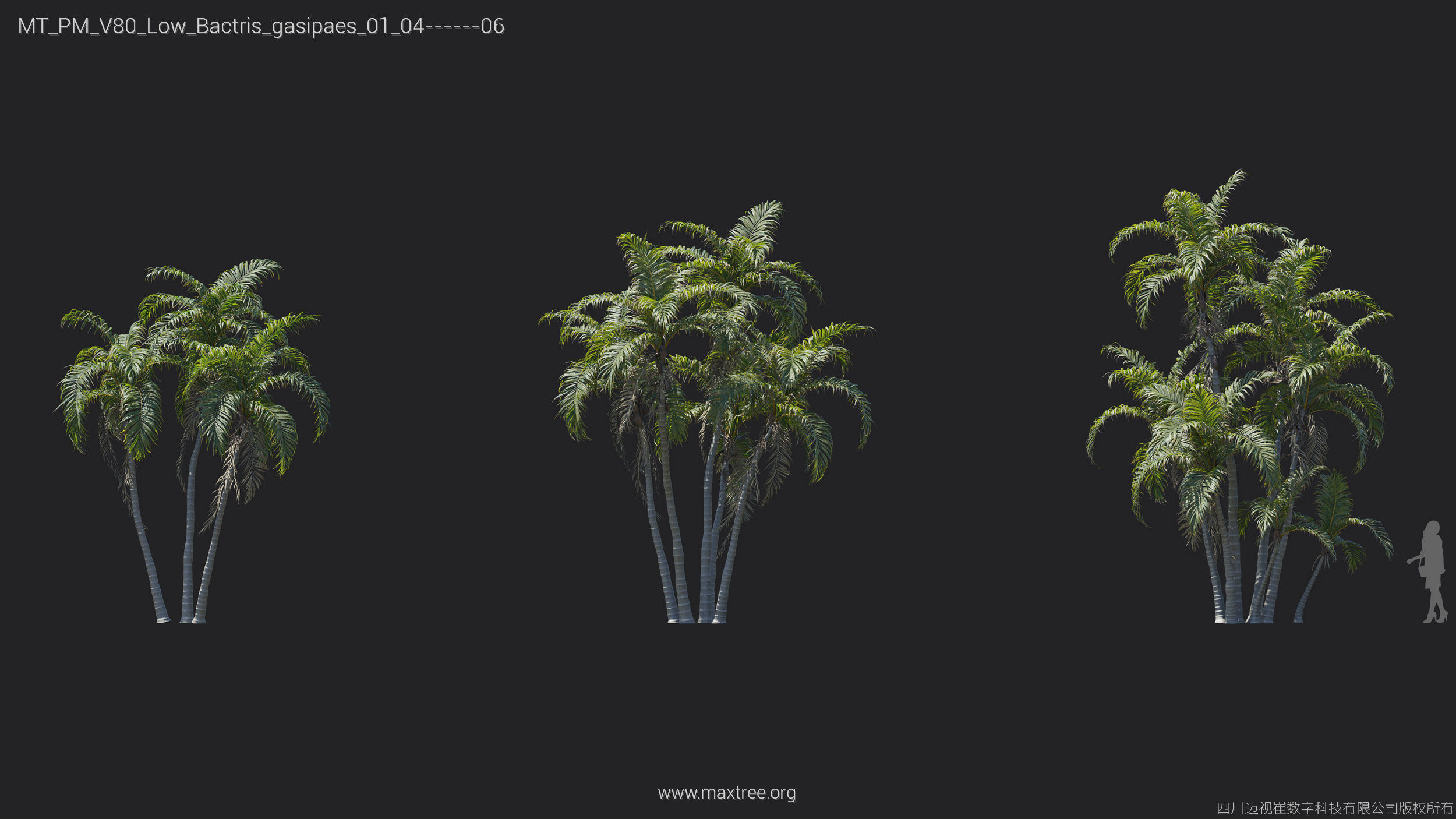 Maxtree Plant Models Vol 80 Low Poly - Mesh 3D model_15