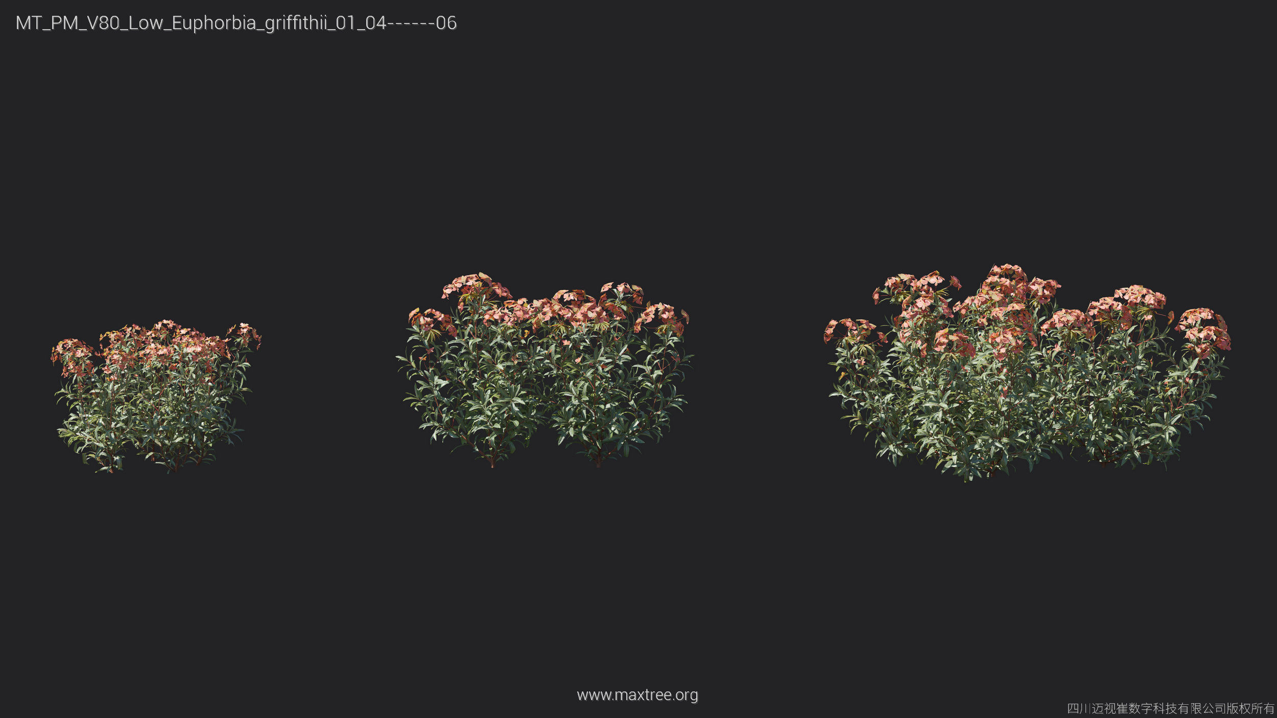 Maxtree Plant Models Vol 80 Low Poly - Mesh 3D model_26