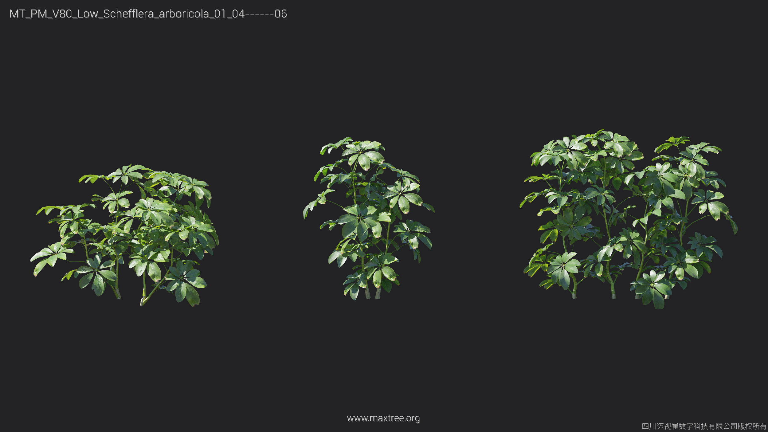Maxtree Plant Models Vol 80 Low Poly - Mesh 3D model_17