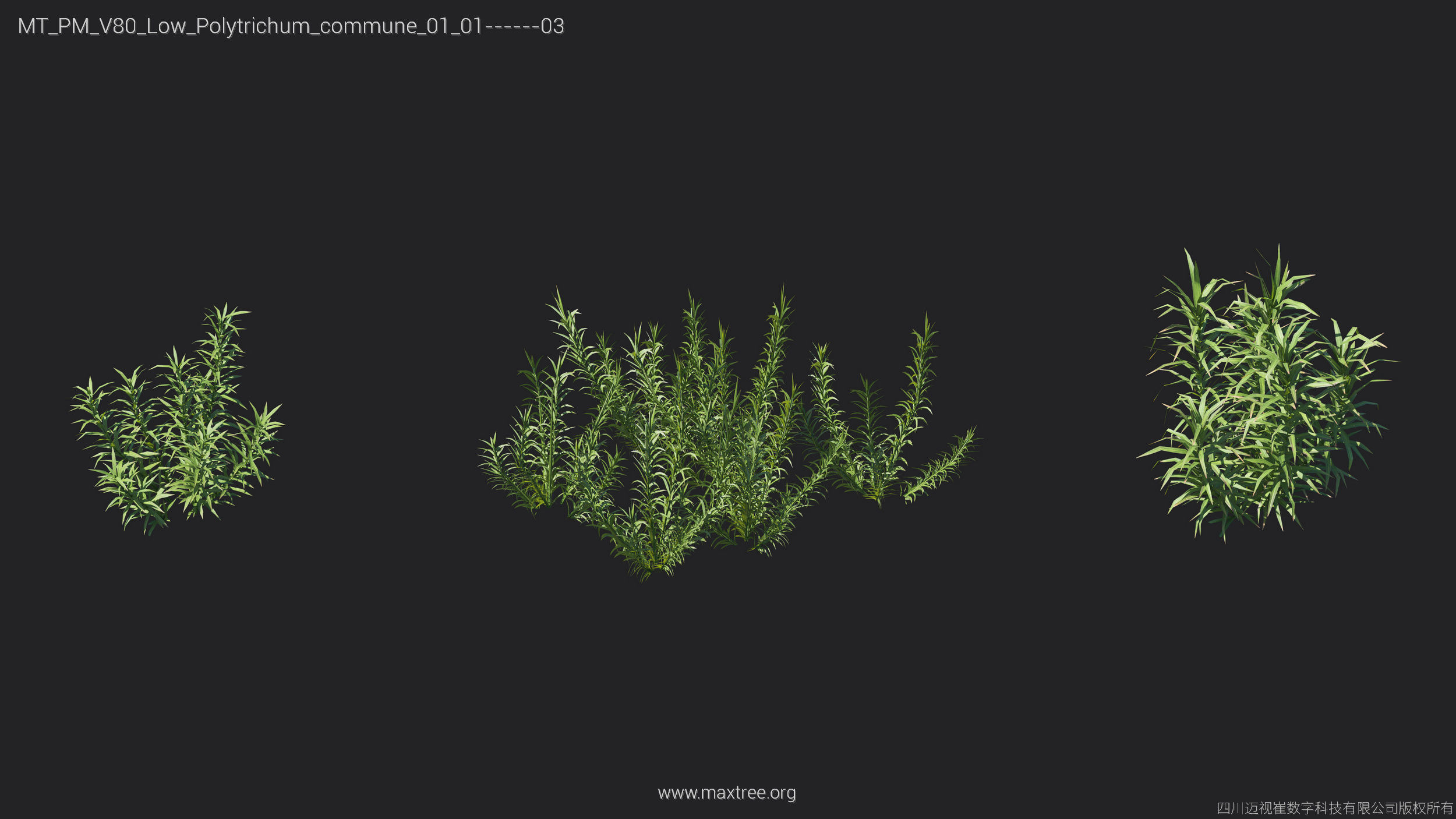 Maxtree Plant Models Vol 80 Low Poly - Mesh 3D model_7