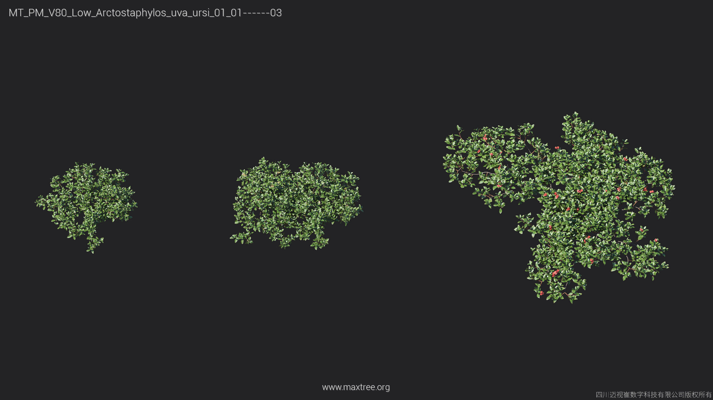 Maxtree Plant Models Vol 80 Low Poly - Mesh 3D model_23