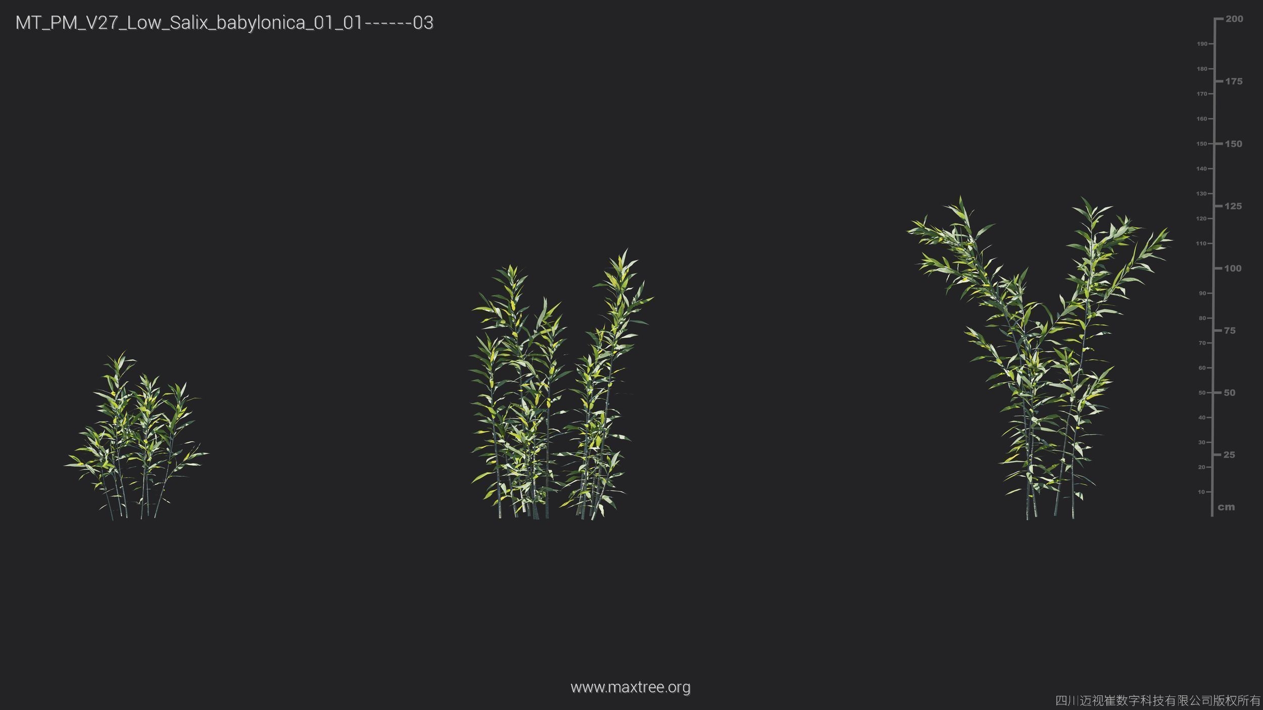 Maxtree Plant Models Vol 27 Low Poly - Mesh 3D model_23