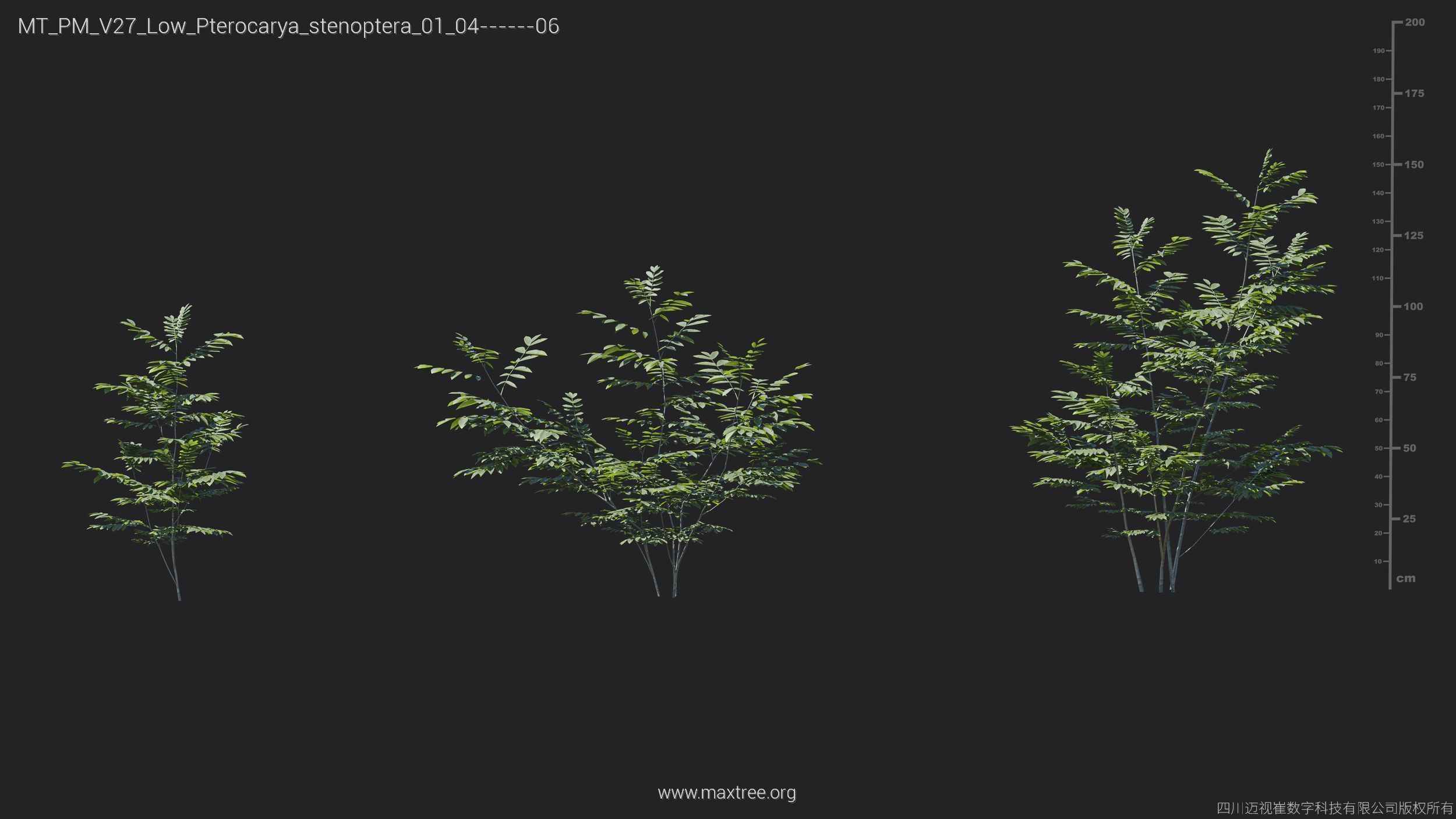 Maxtree Plant Models Vol 27 Low Poly - Mesh 3D model_22