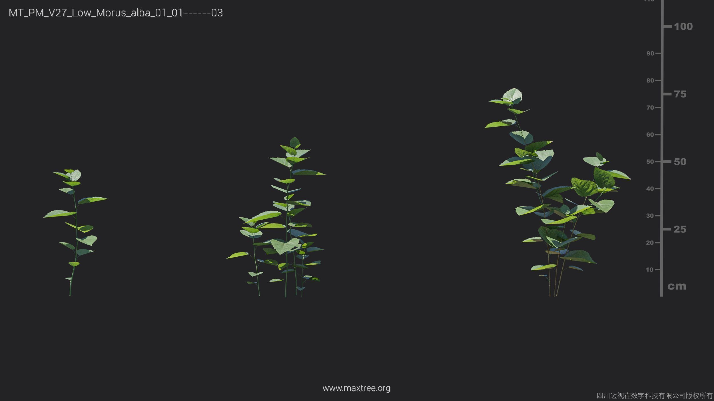 Maxtree Plant Models Vol 27 Low Poly - Mesh 3D model_19