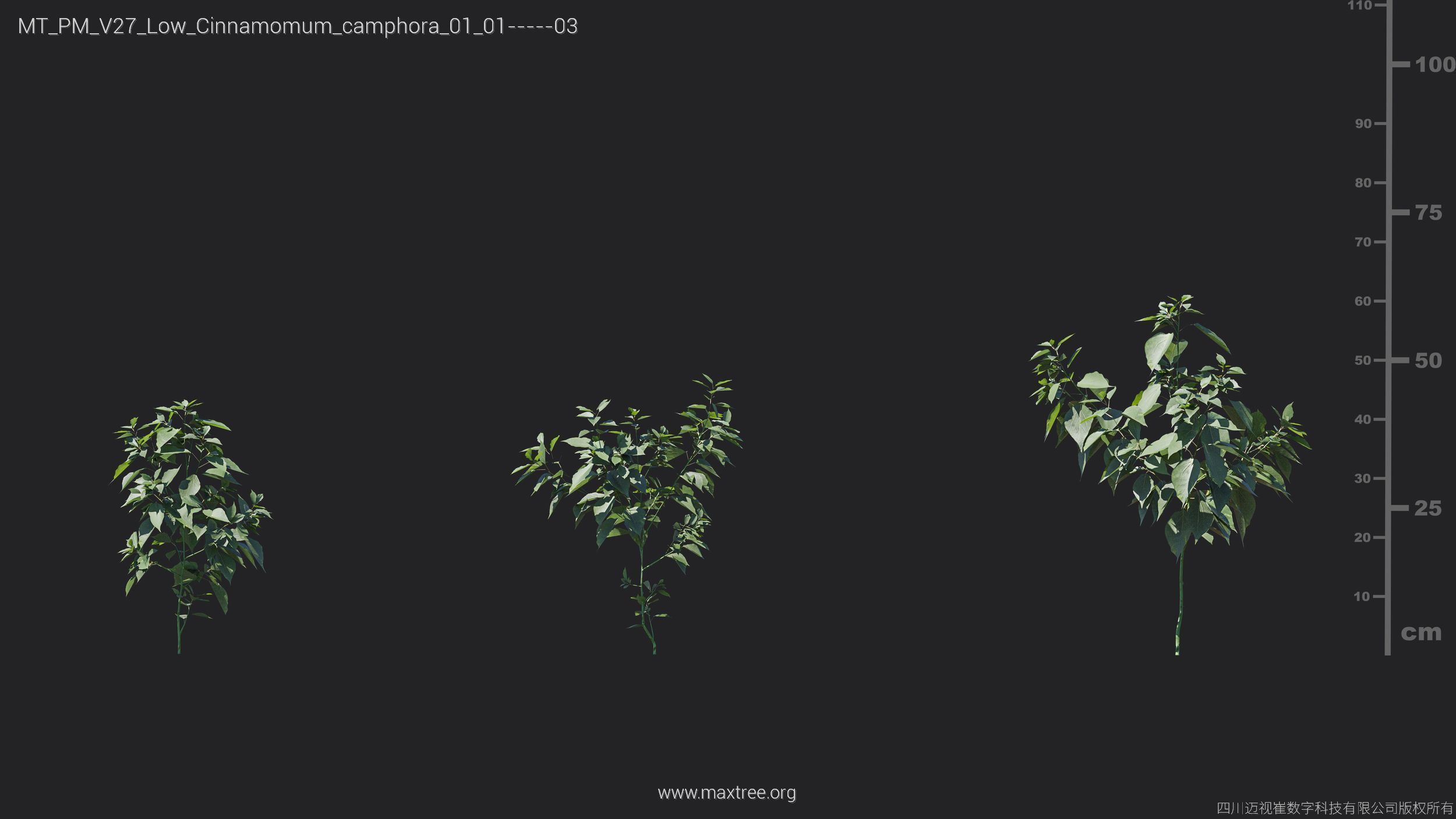 Maxtree Plant Models Vol 27 Low Poly - Mesh 3D model_7