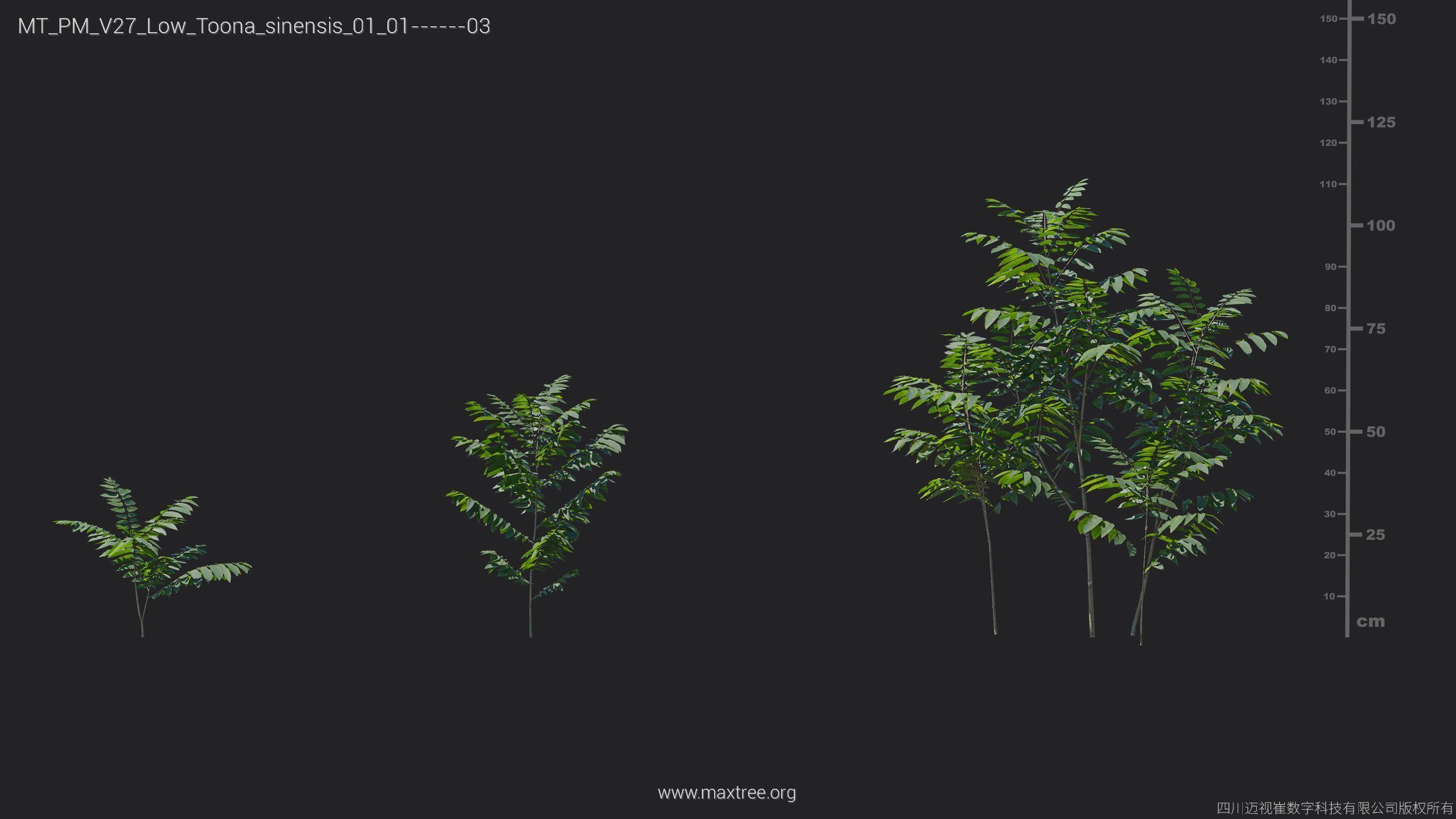 Maxtree Plant Models Vol 27 Low Poly - Mesh 3D model_25