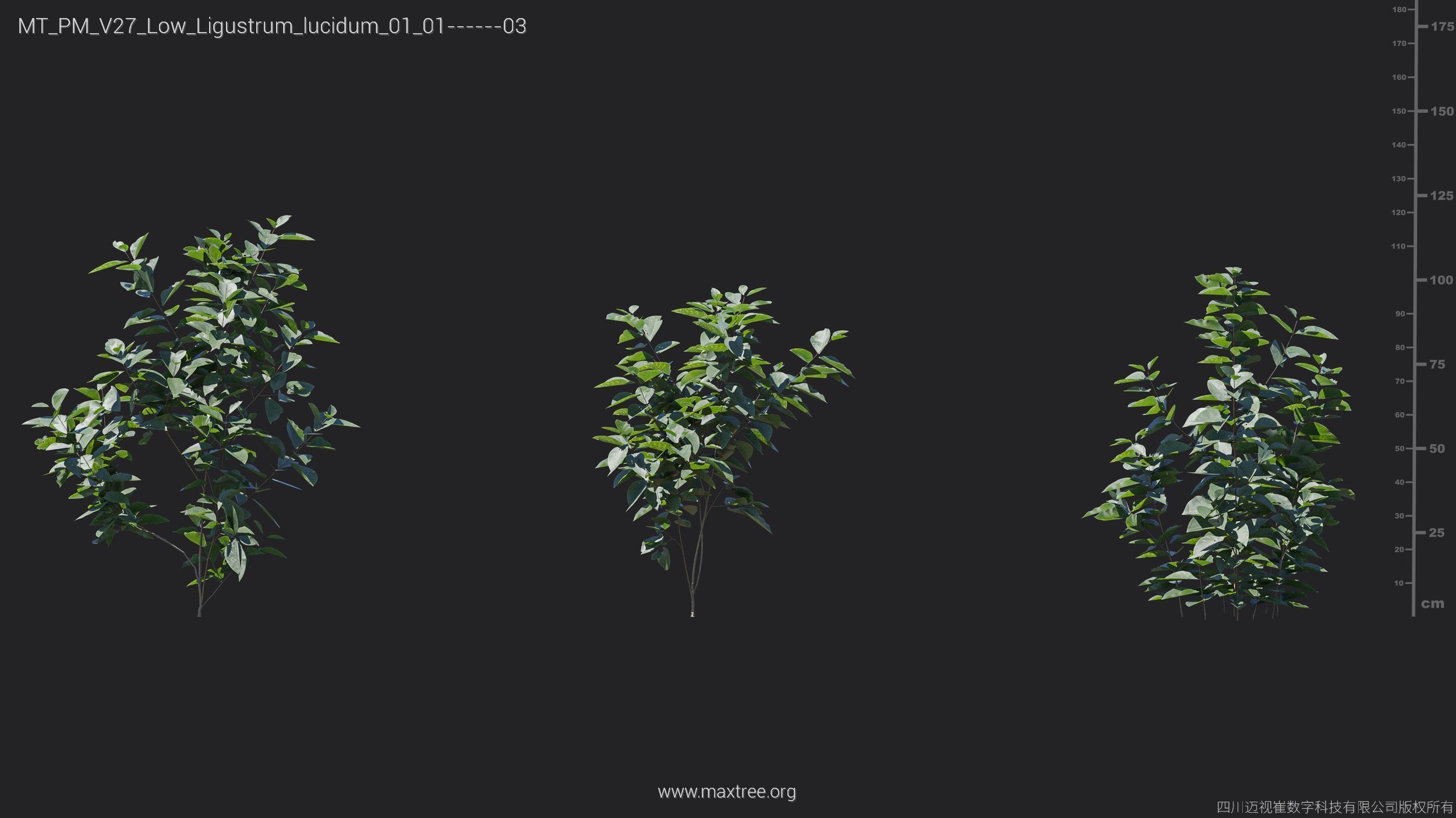Maxtree Plant Models Vol 27 Low Poly - Mesh 3D model_15