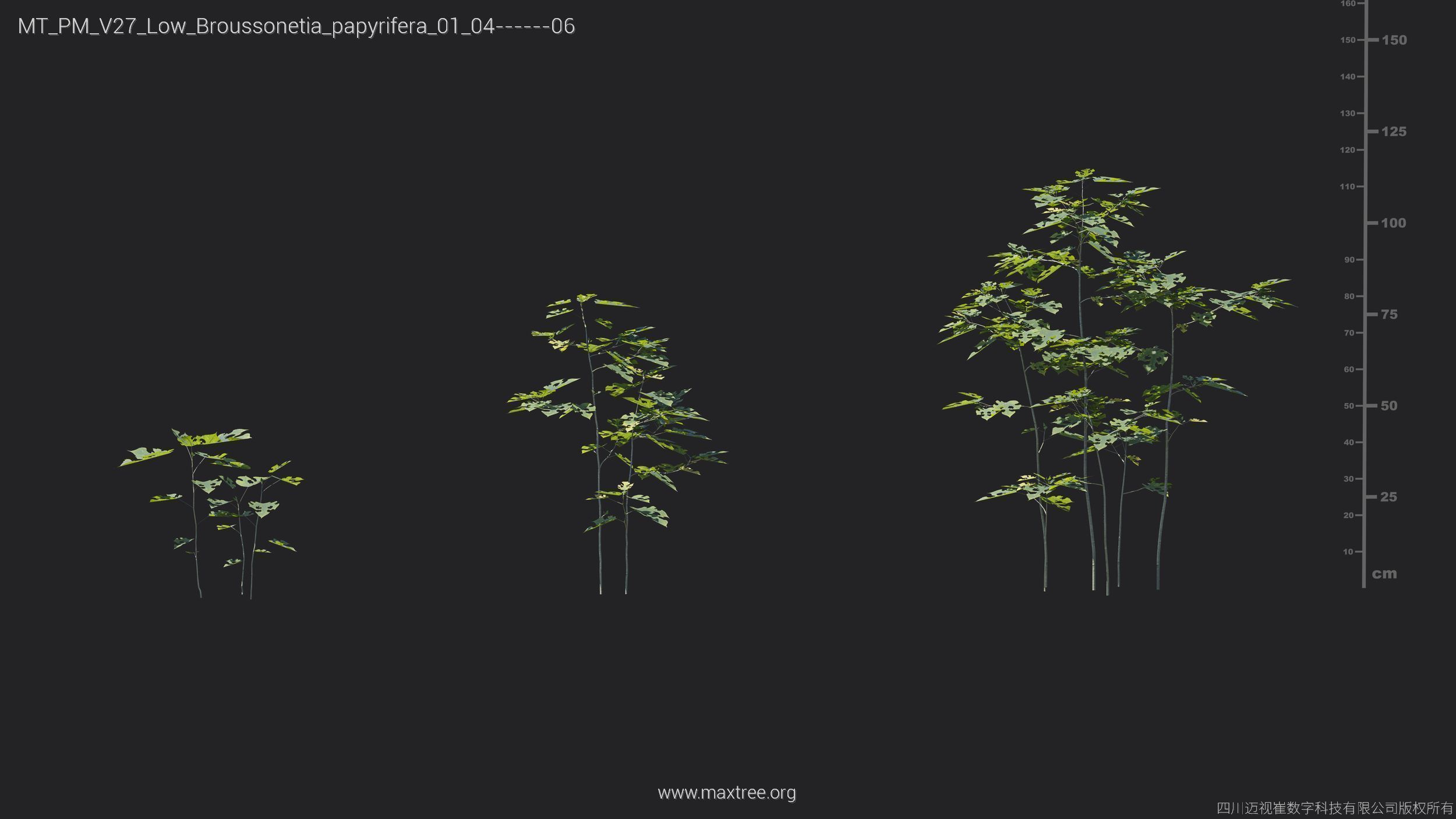 Maxtree Plant Models Vol 27 Low Poly - Mesh 3D model_4
