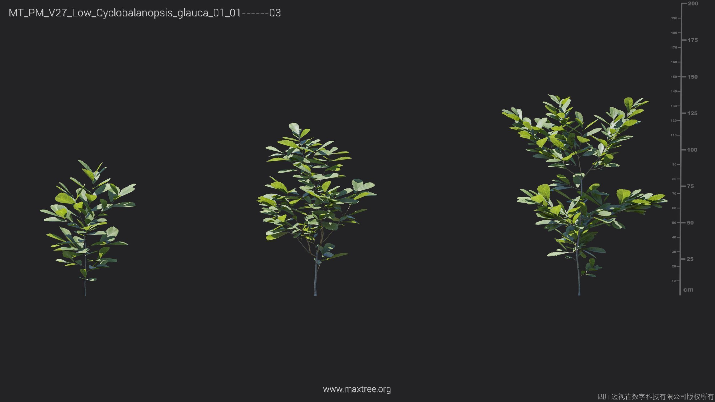 Maxtree Plant Models Vol 27 Low Poly - Mesh 3D model_9