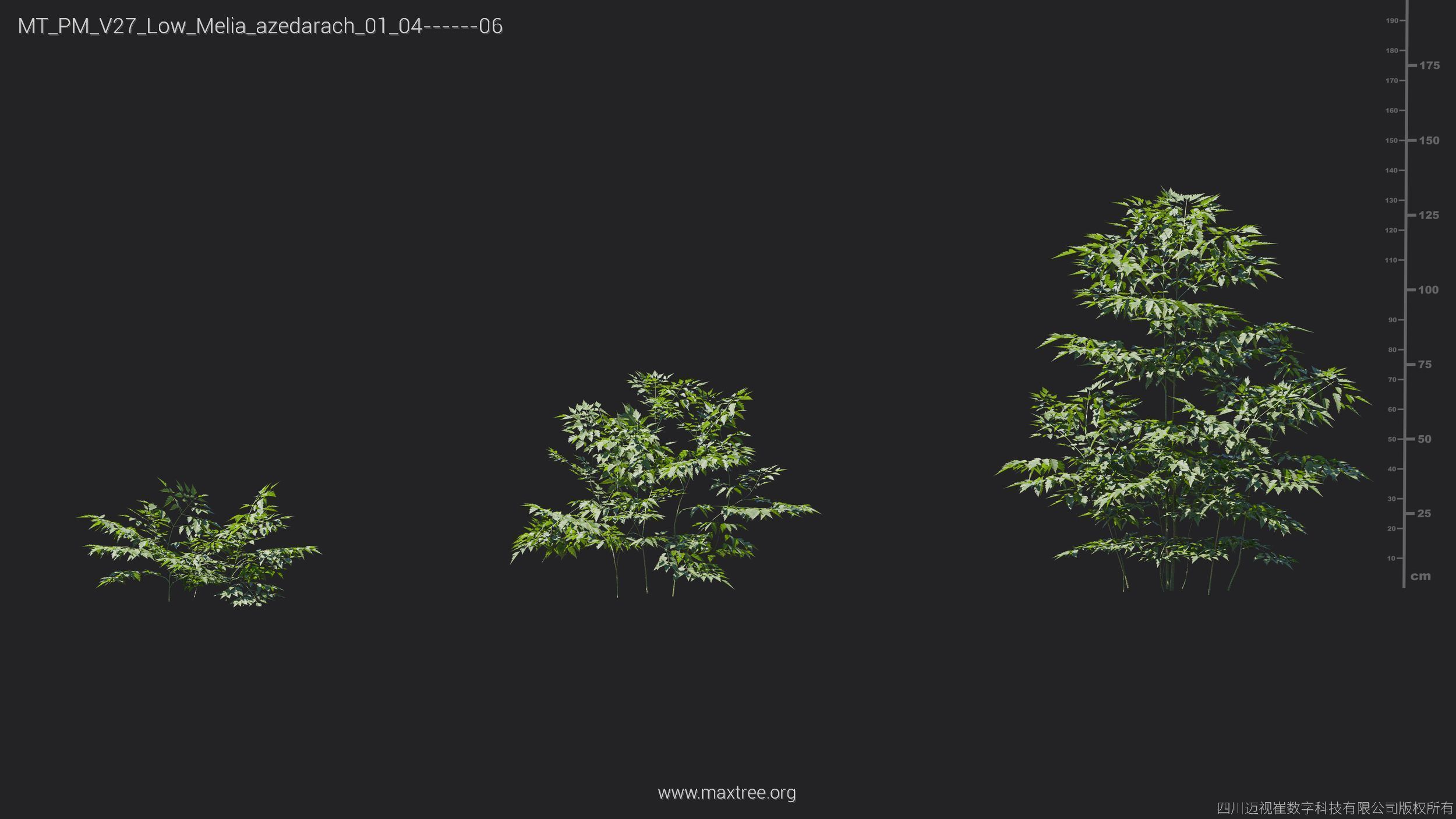 Maxtree Plant Models Vol 27 Low Poly - Mesh 3D model_18