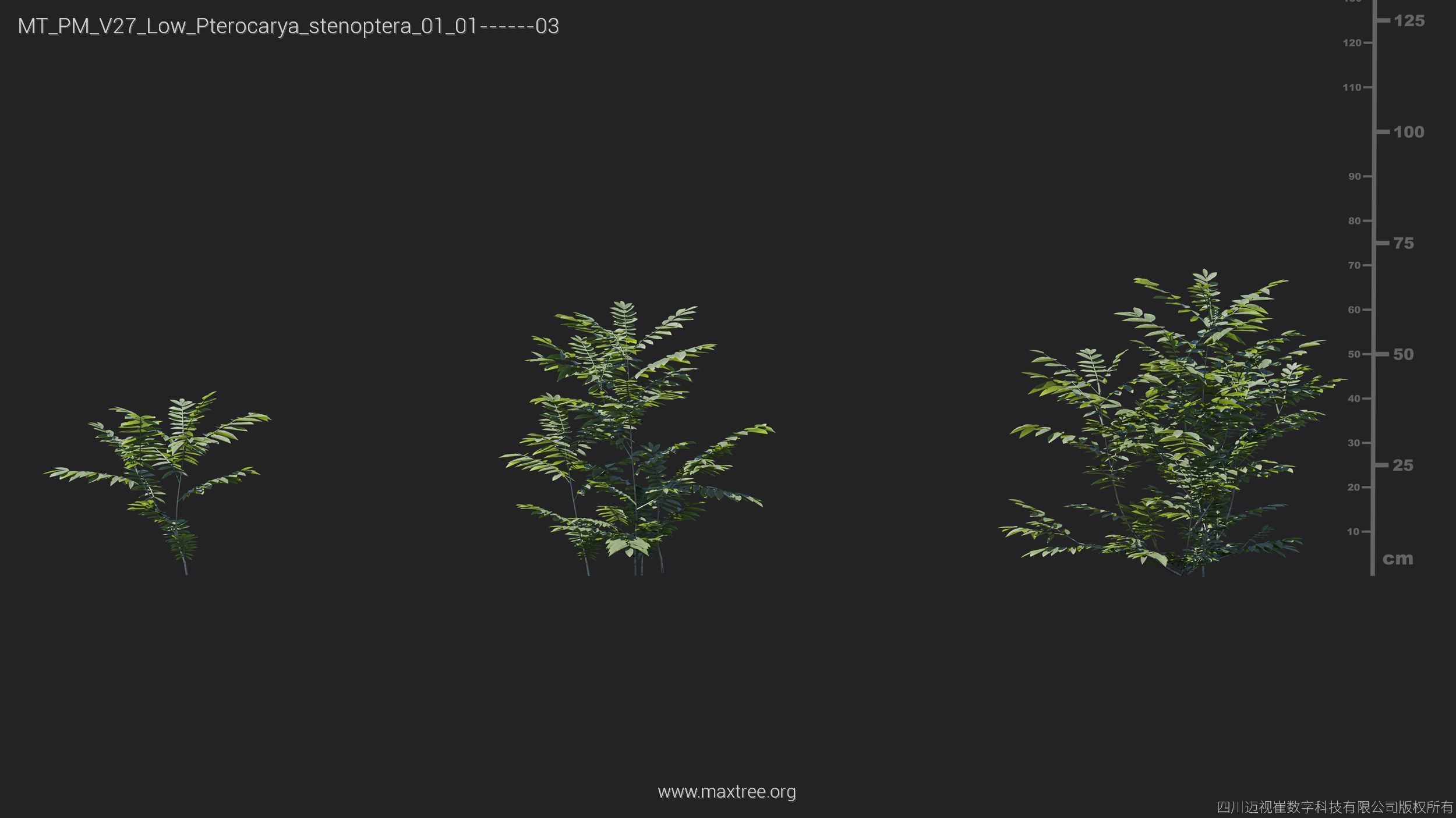 Maxtree Plant Models Vol 27 Low Poly - Mesh 3D model_21