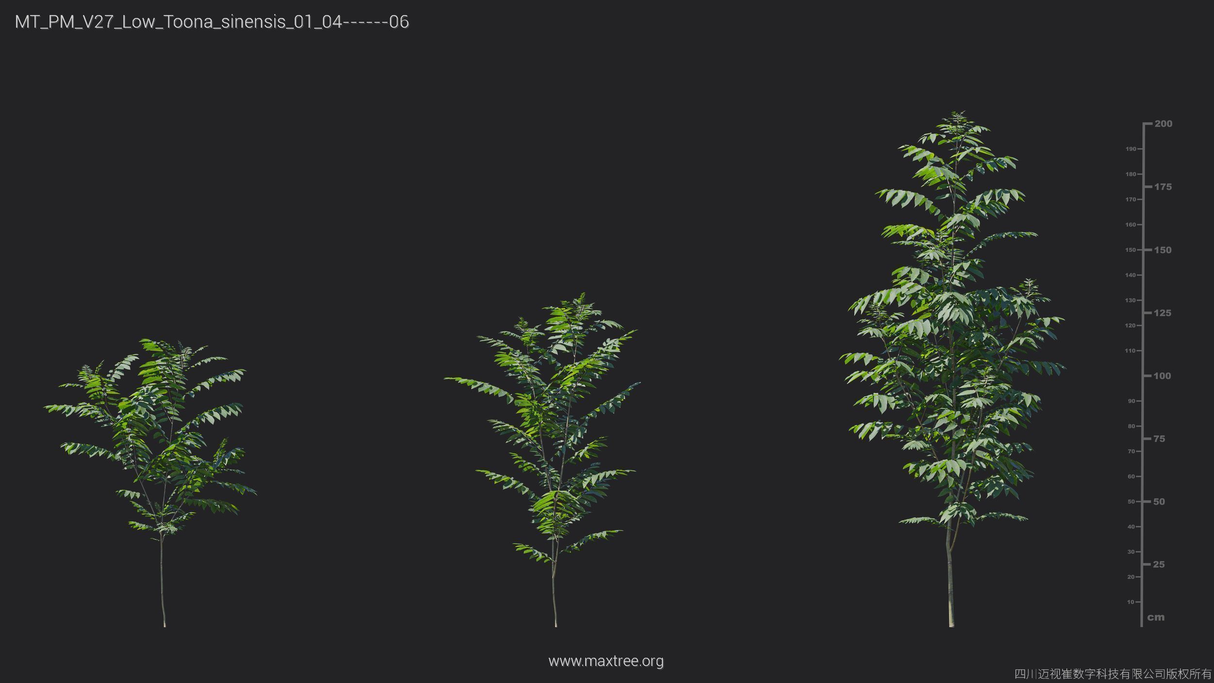 Maxtree Plant Models Vol 27 Low Poly - Mesh 3D model_26