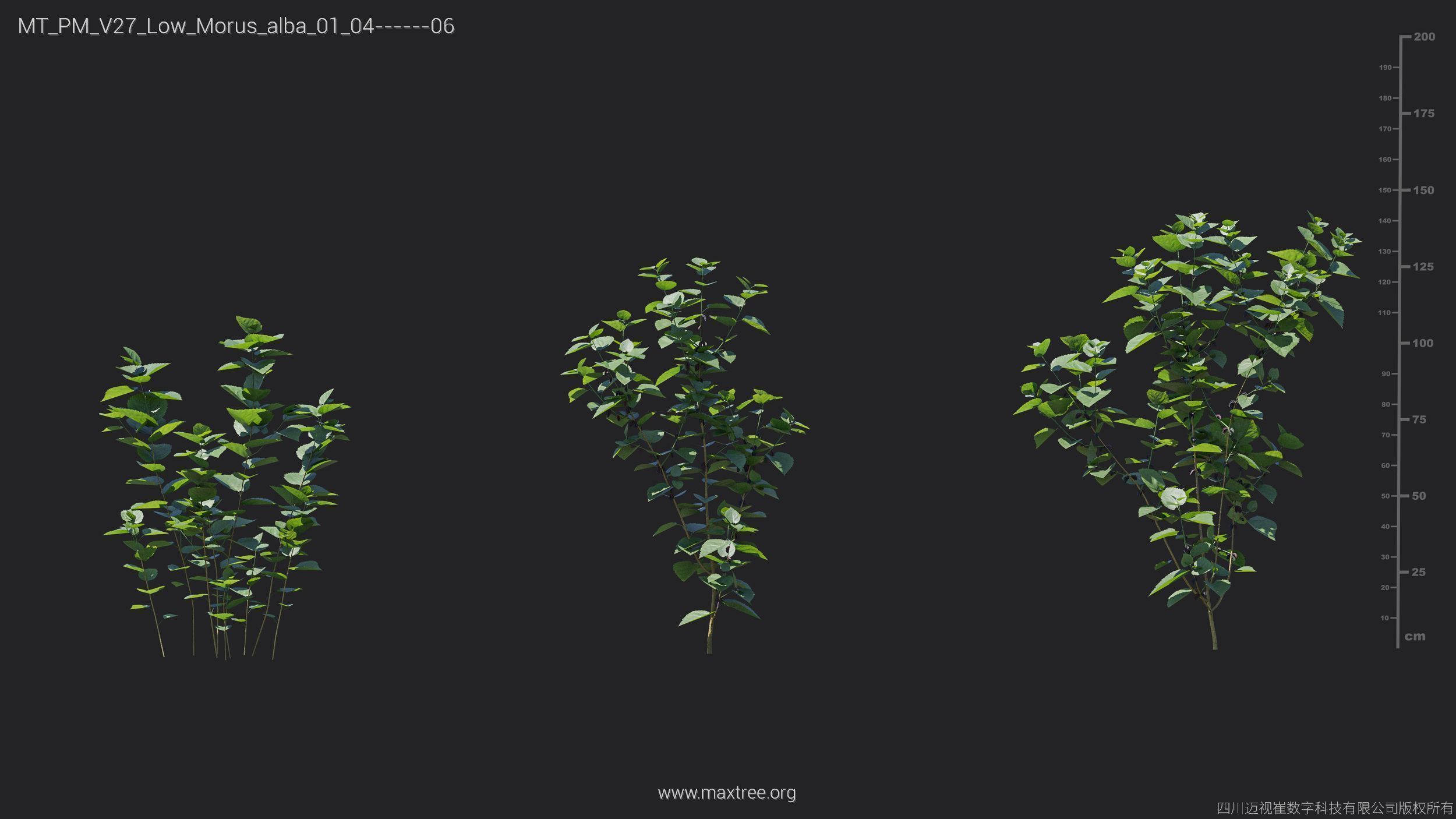 Maxtree Plant Models Vol 27 Low Poly - Mesh 3D model_20