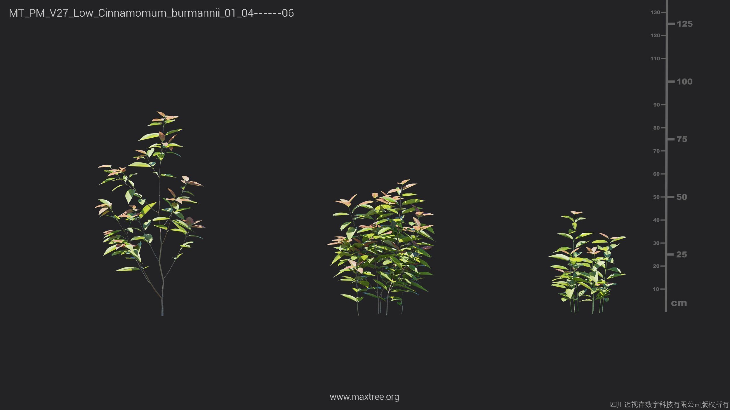 Maxtree Plant Models Vol 27 Low Poly - Mesh 3D model_6