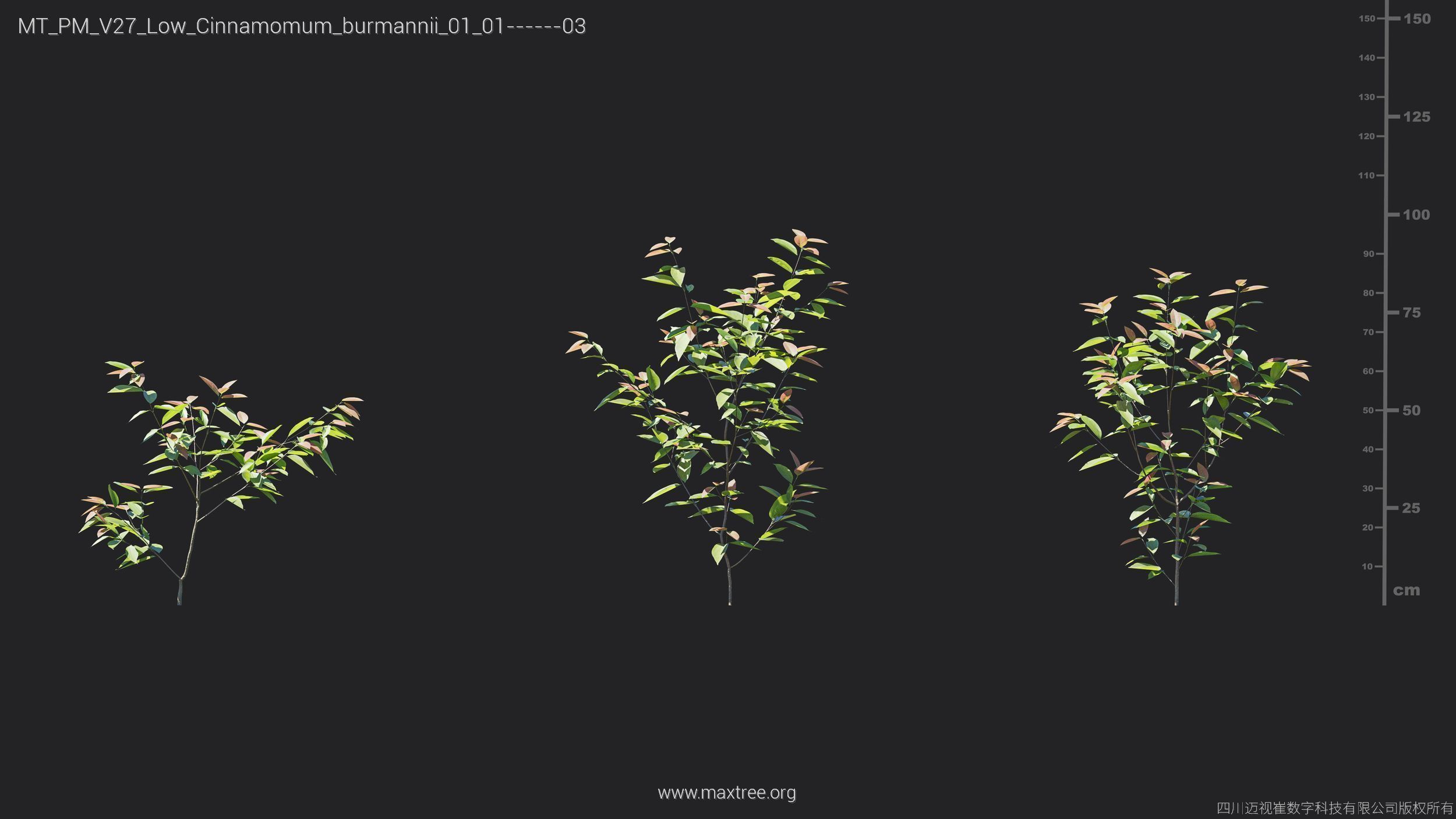 Maxtree Plant Models Vol 27 Low Poly - Mesh 3D model_5
