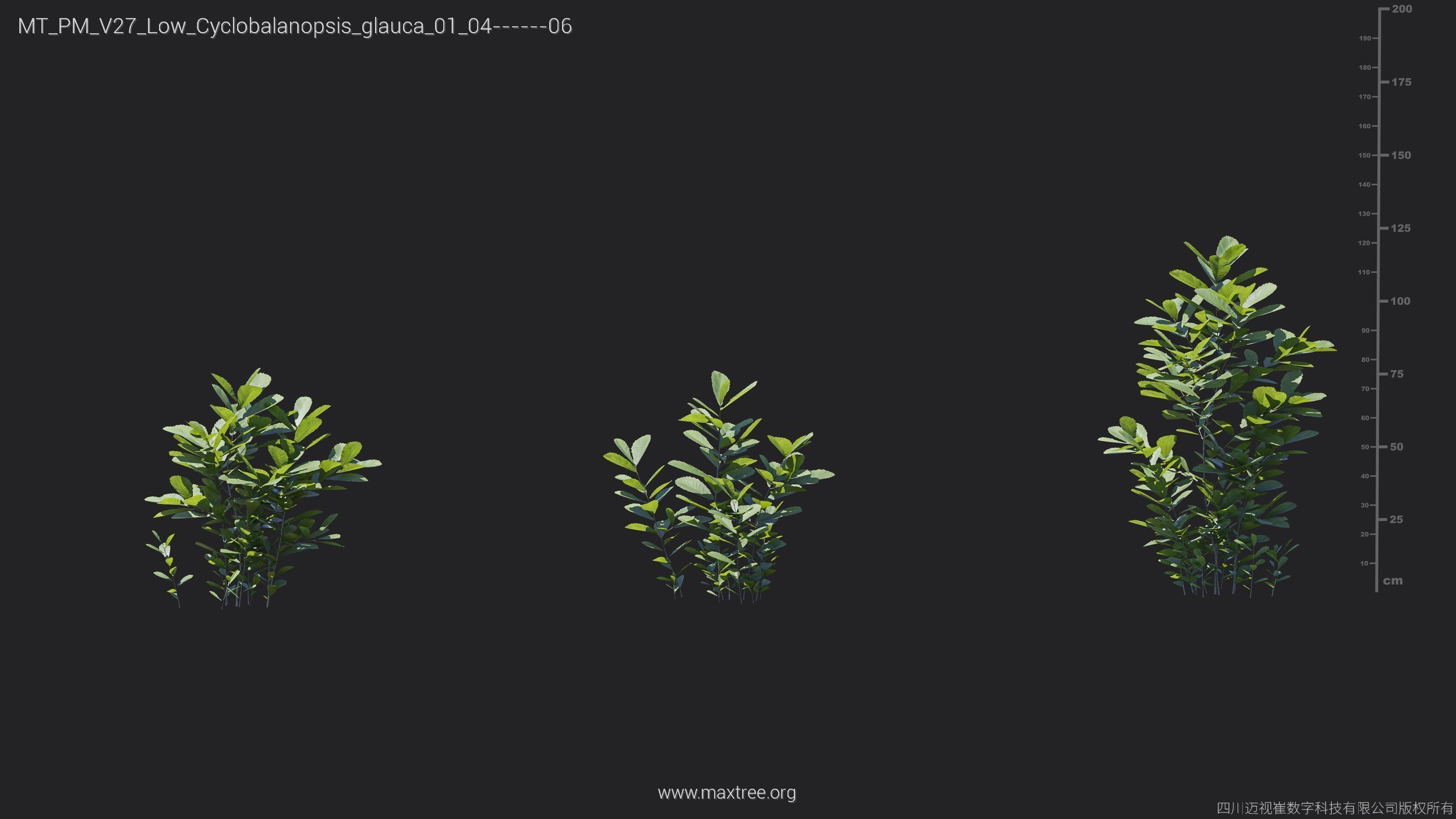 Maxtree Plant Models Vol 27 Low Poly - Mesh 3D model_10