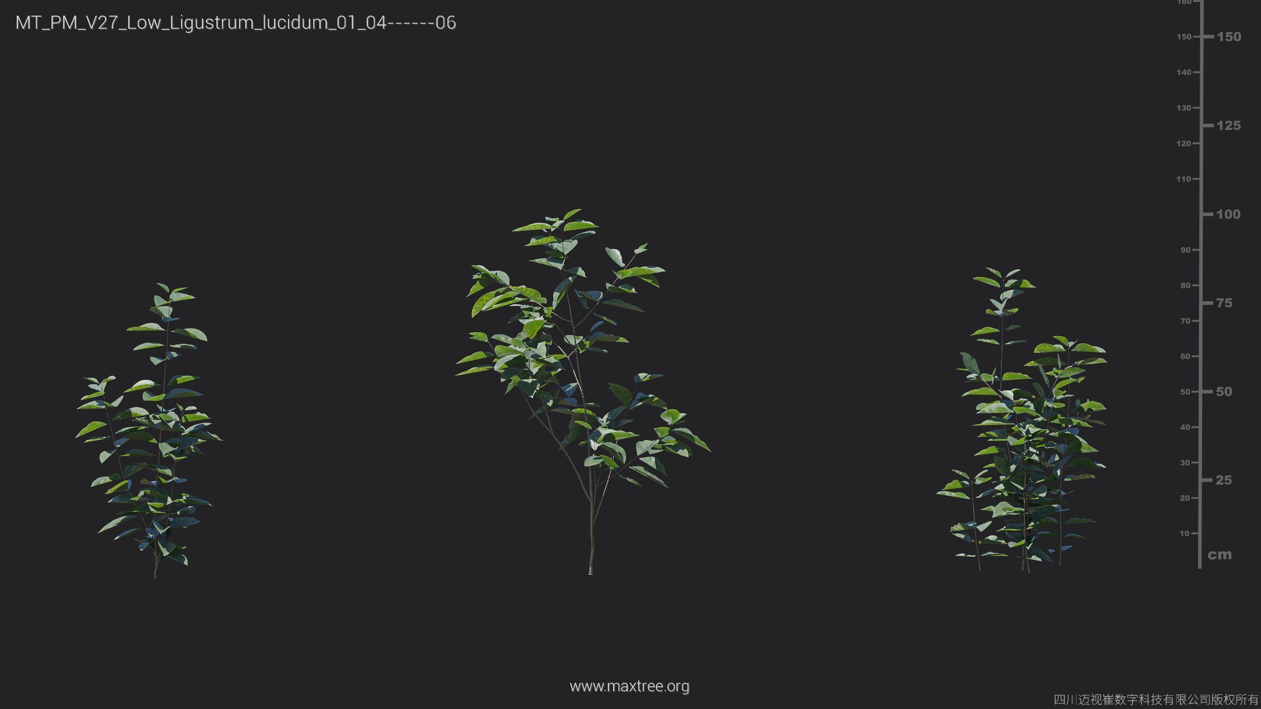 Maxtree Plant Models Vol 27 Low Poly - Mesh 3D model_16