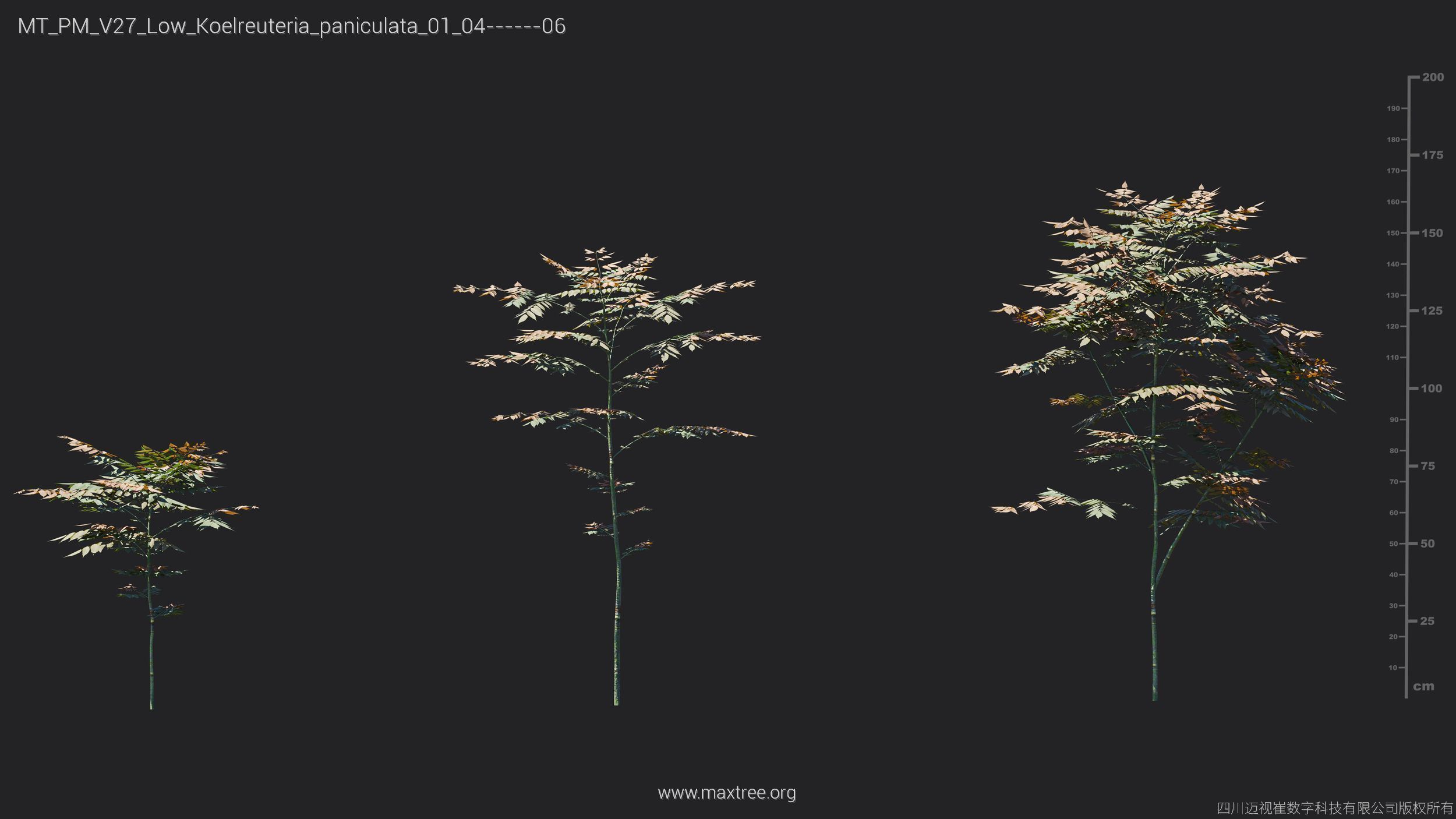 Maxtree Plant Models Vol 27 Low Poly - Mesh 3D model_14