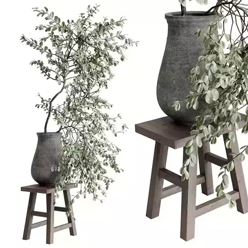 Indoor plant set 492 a vase old concrete on a stool