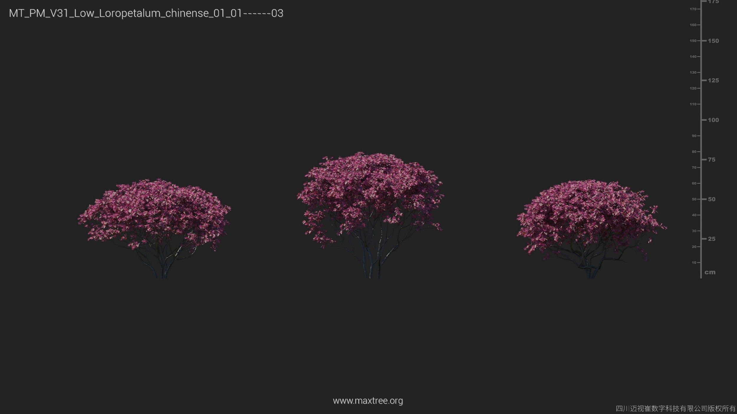 Maxtree Plant Models Vol 31 Low Poly - Mesh 3D model_9