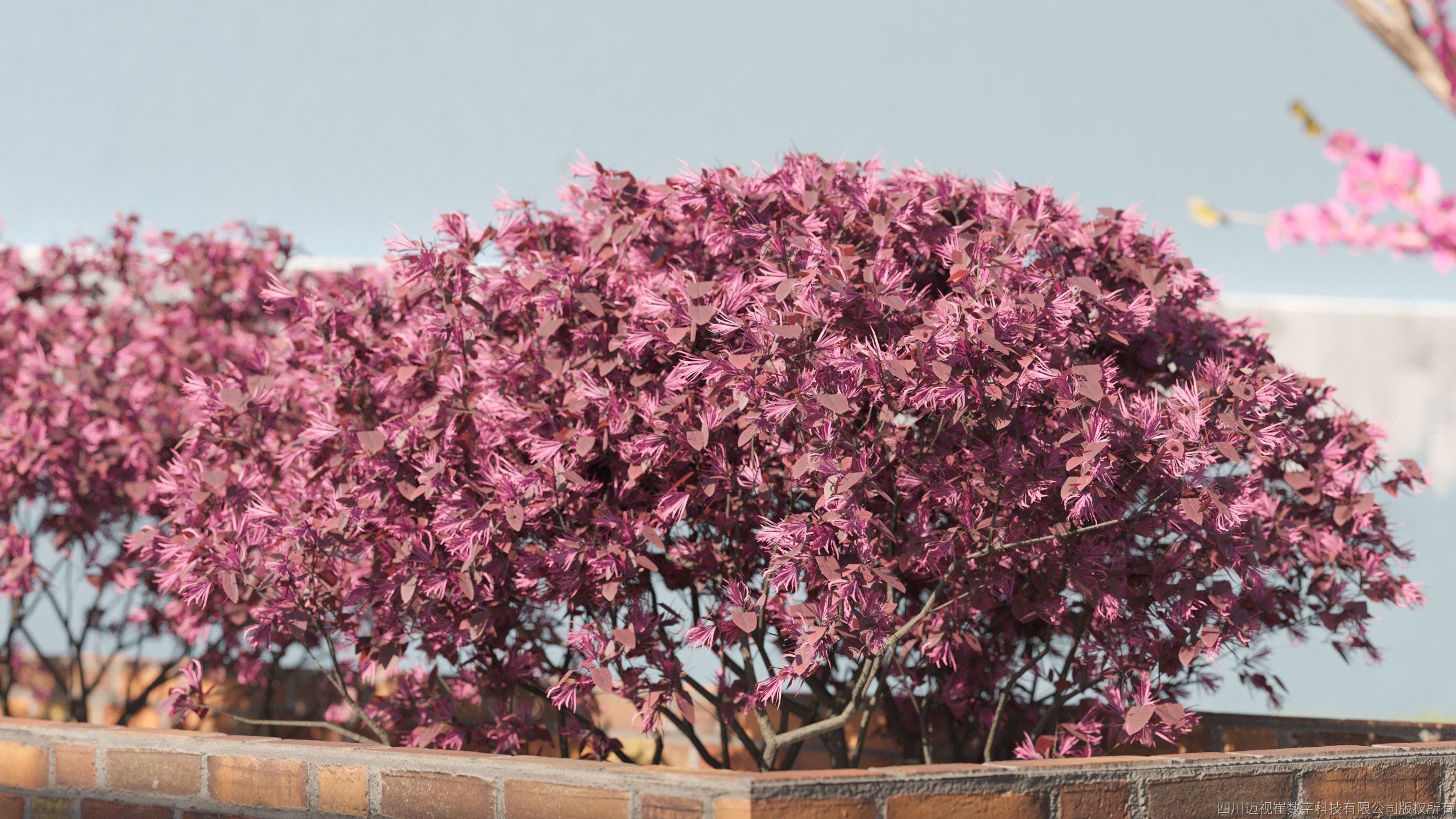 Maxtree Plant Models Vol 31 Low Poly - Mesh 3D model_1