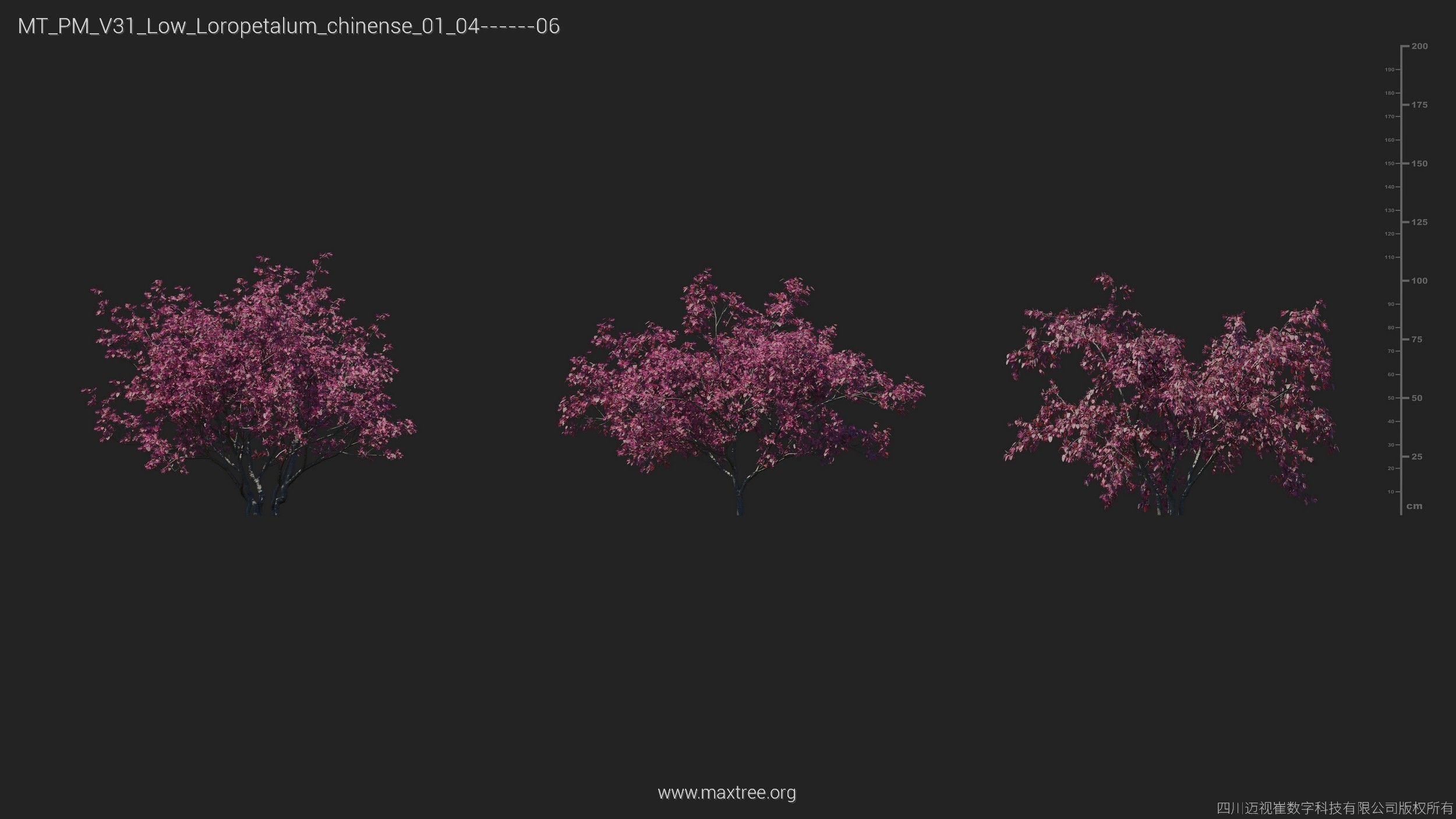 Maxtree Plant Models Vol 31 Low Poly - Mesh 3D model_10