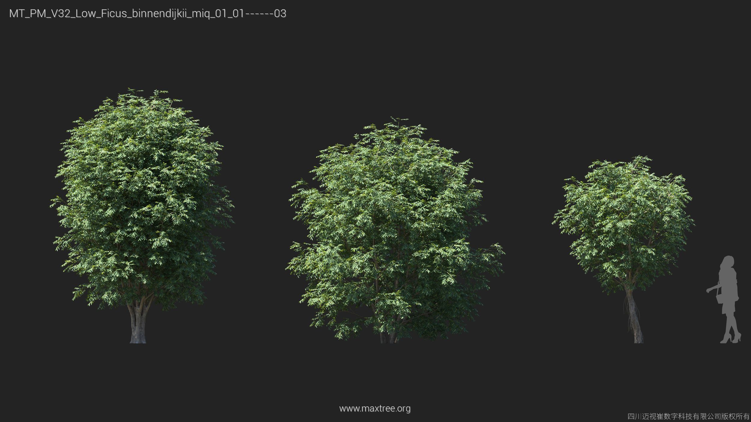 Maxtree Plant Models Vol 32 Low Poly - Mesh 3D model_15