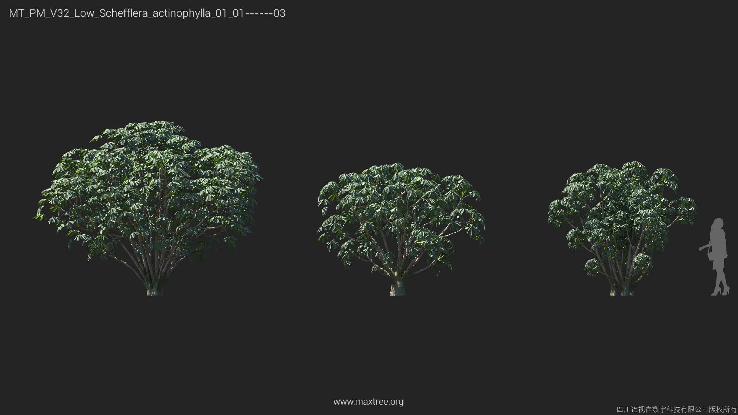 Maxtree Plant Models Vol 32 Low Poly - Mesh 3D model_19