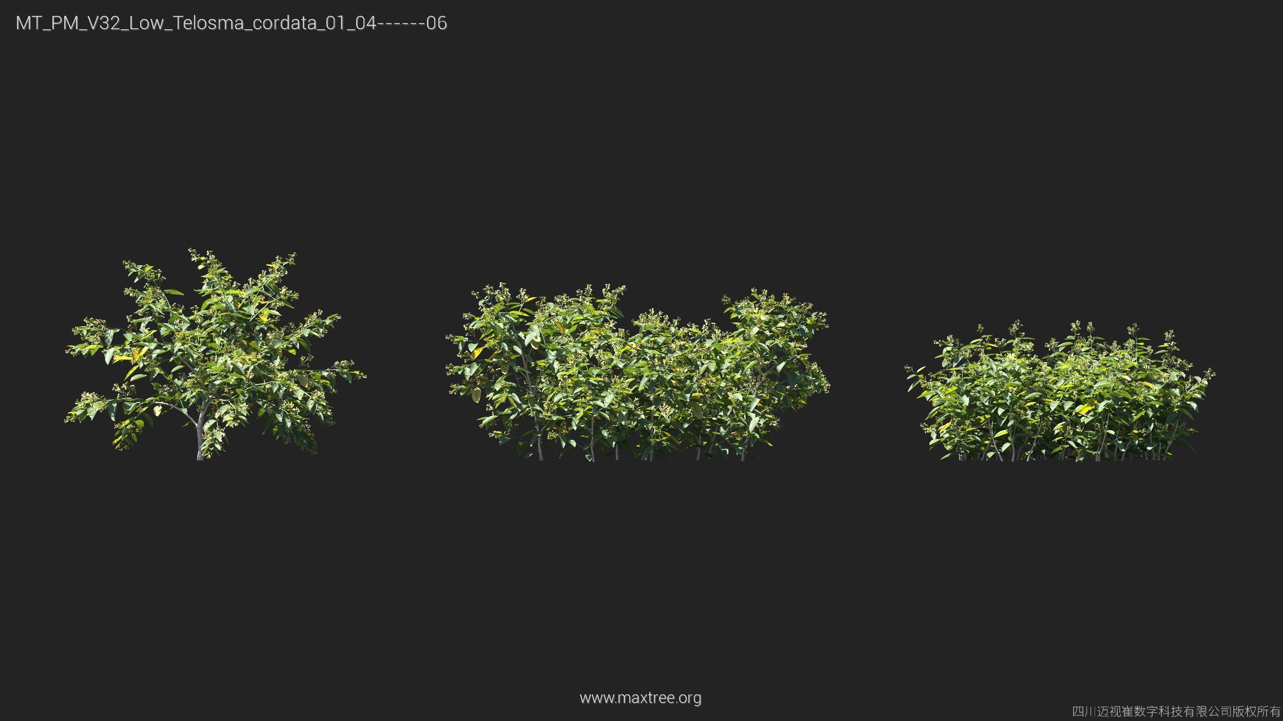 Maxtree Plant Models Vol 32 Low Poly - Mesh 3D model_24