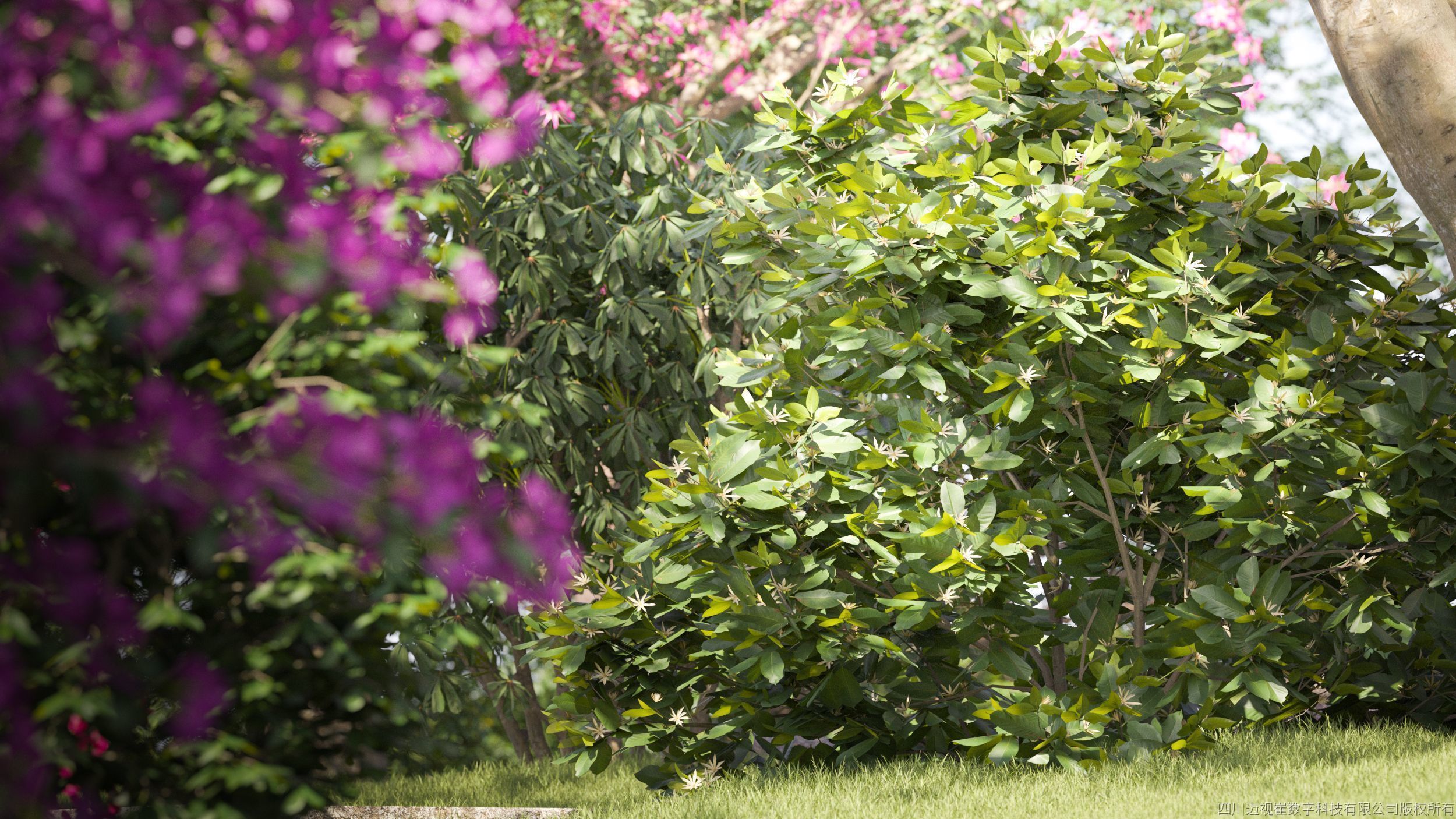 Maxtree Plant Models Vol 32 Low Poly - Mesh 3D model_1