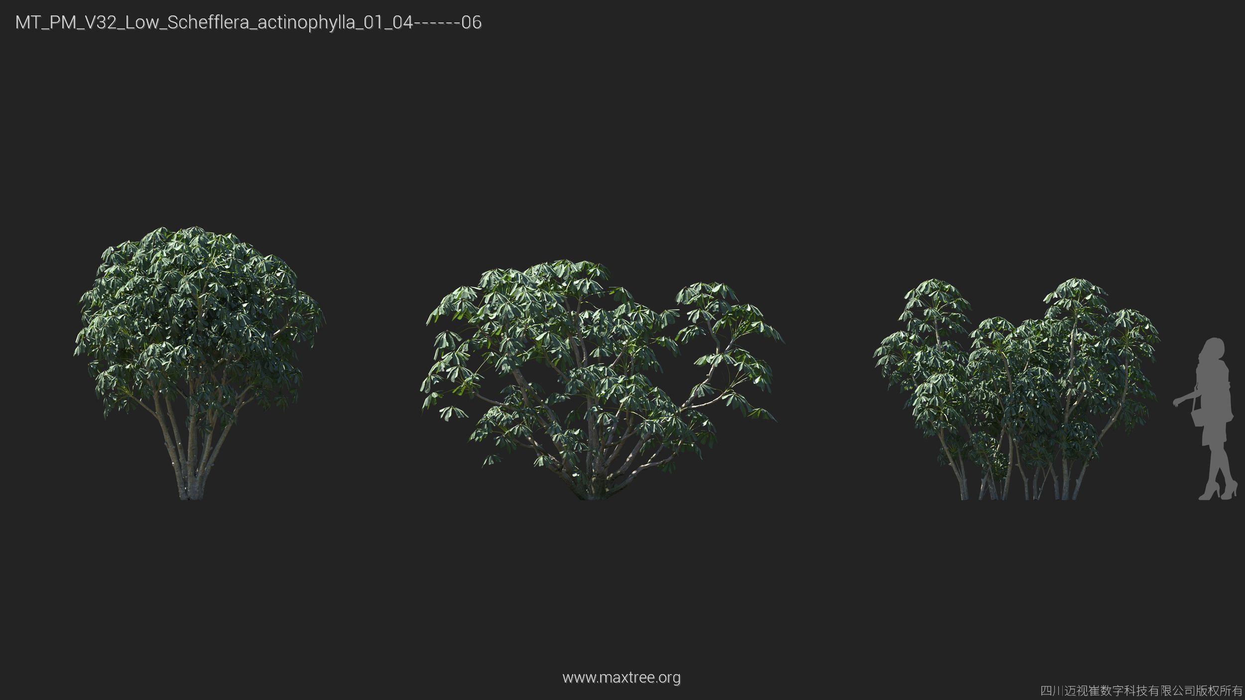 Maxtree Plant Models Vol 32 Low Poly - Mesh 3D model_20