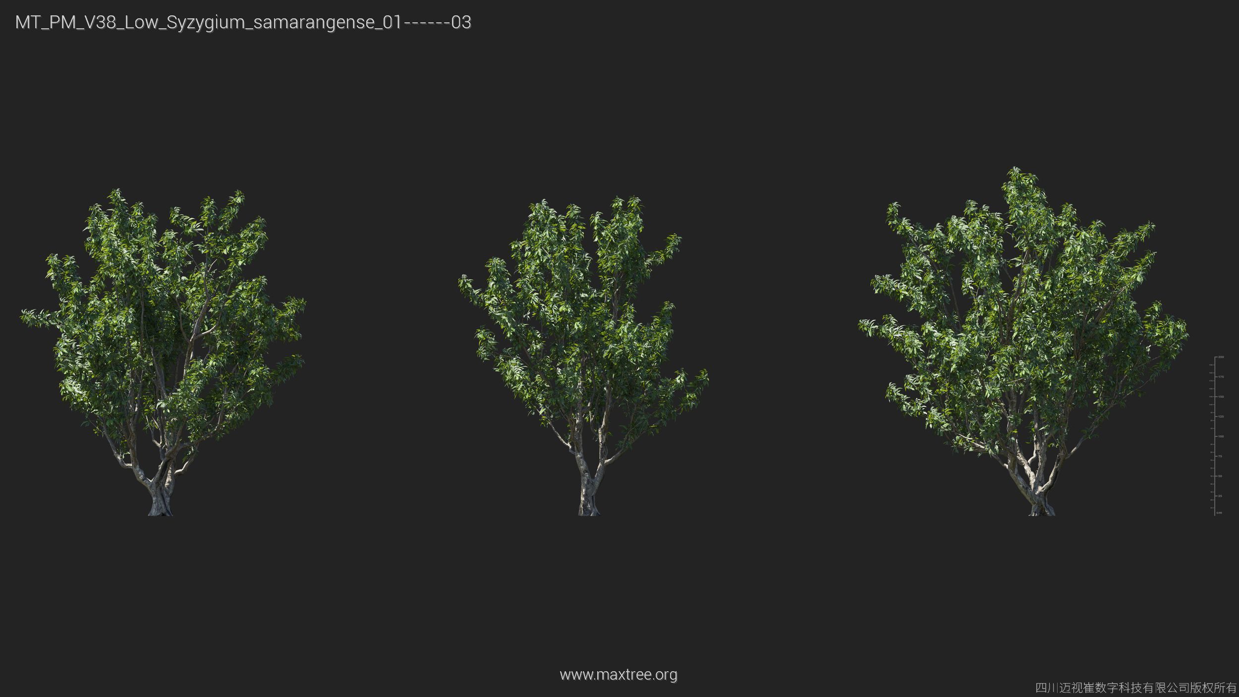 Maxtree Plant Models Vol 38 Low Poly - Mesh 3D model_25