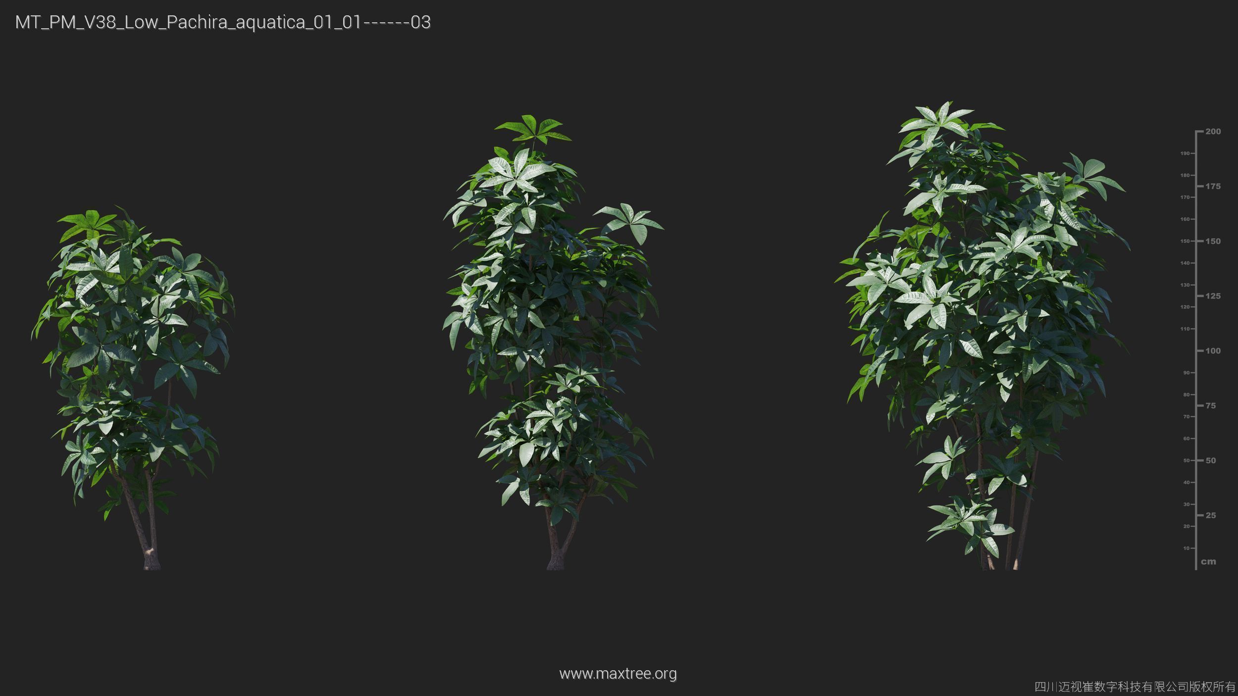 Maxtree Plant Models Vol 38 Low Poly - Mesh 3D model_19