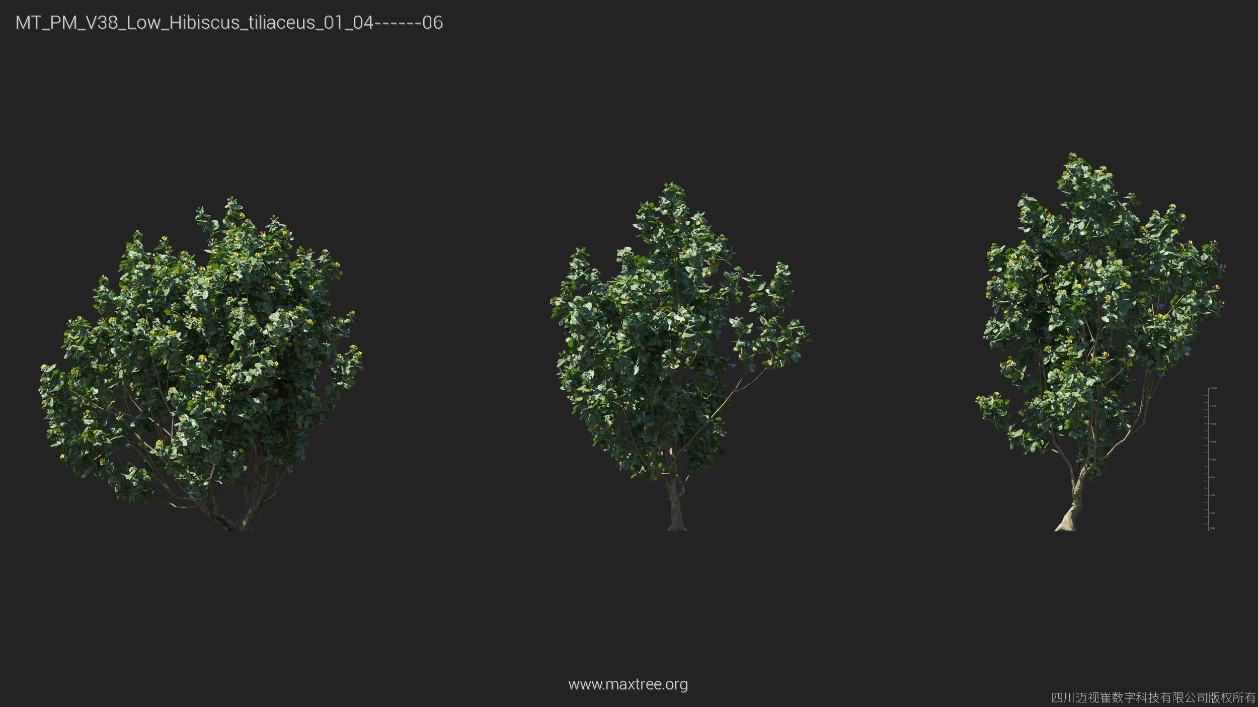 Maxtree Plant Models Vol 38 Low Poly - Mesh 3D model_14