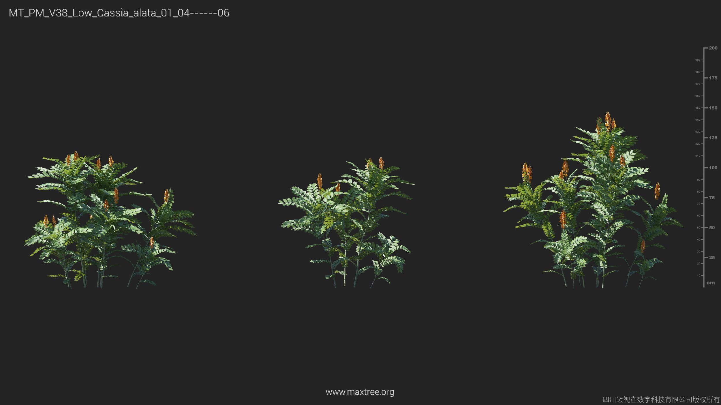 Maxtree Plant Models Vol 38 Low Poly - Mesh 3D model_8