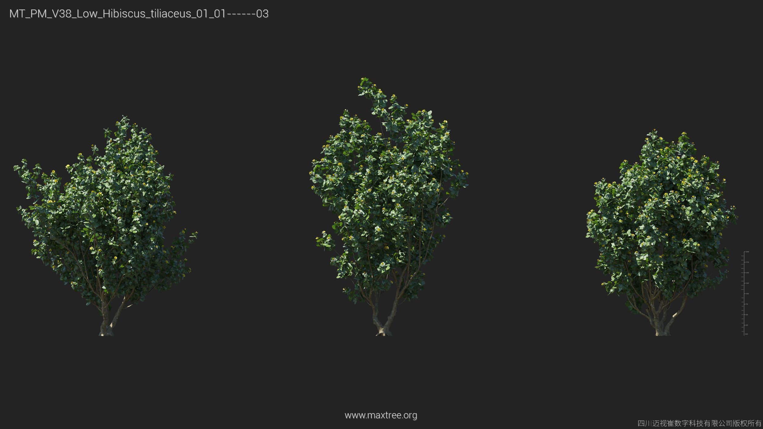 Maxtree Plant Models Vol 38 Low Poly - Mesh 3D model_13