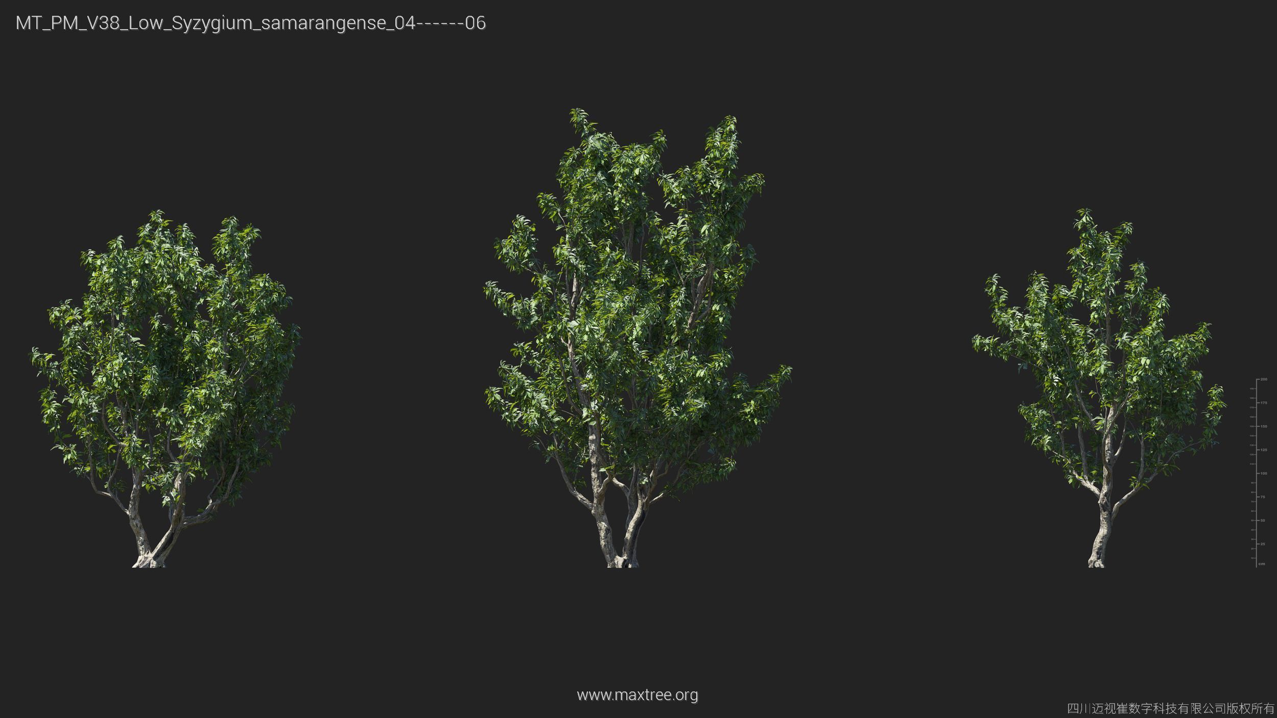 Maxtree Plant Models Vol 38 Low Poly - Mesh 3D model_26