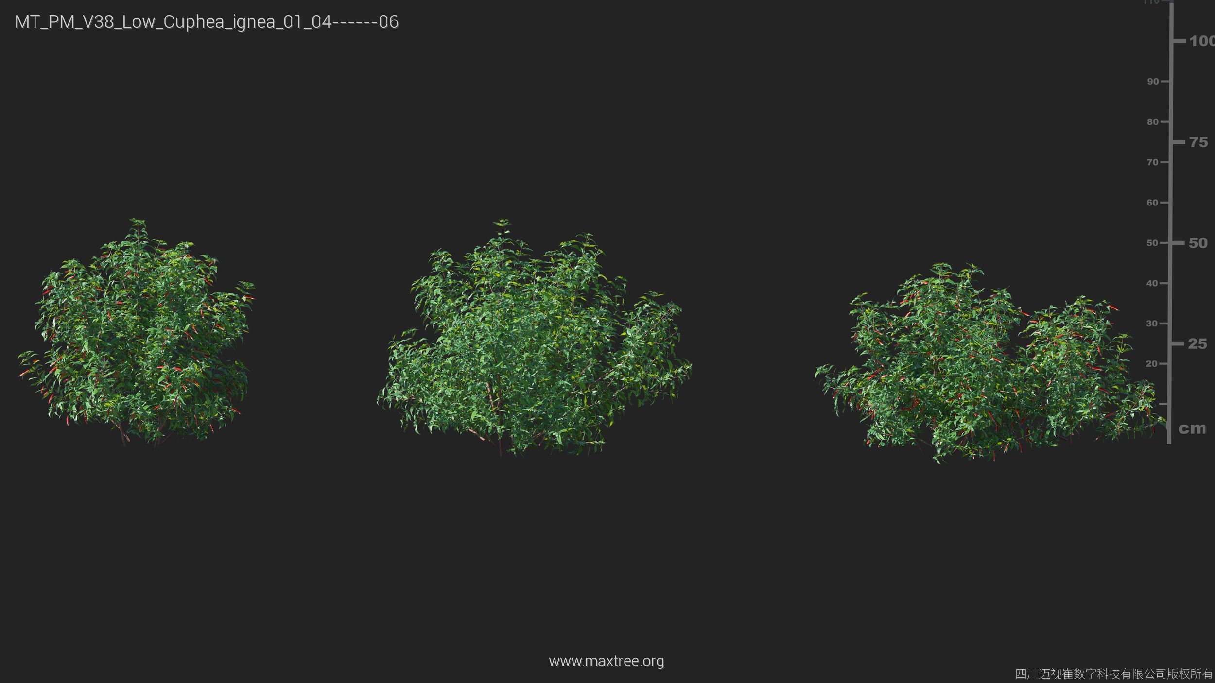 Maxtree Plant Models Vol 38 Low Poly - Mesh 3D model_10