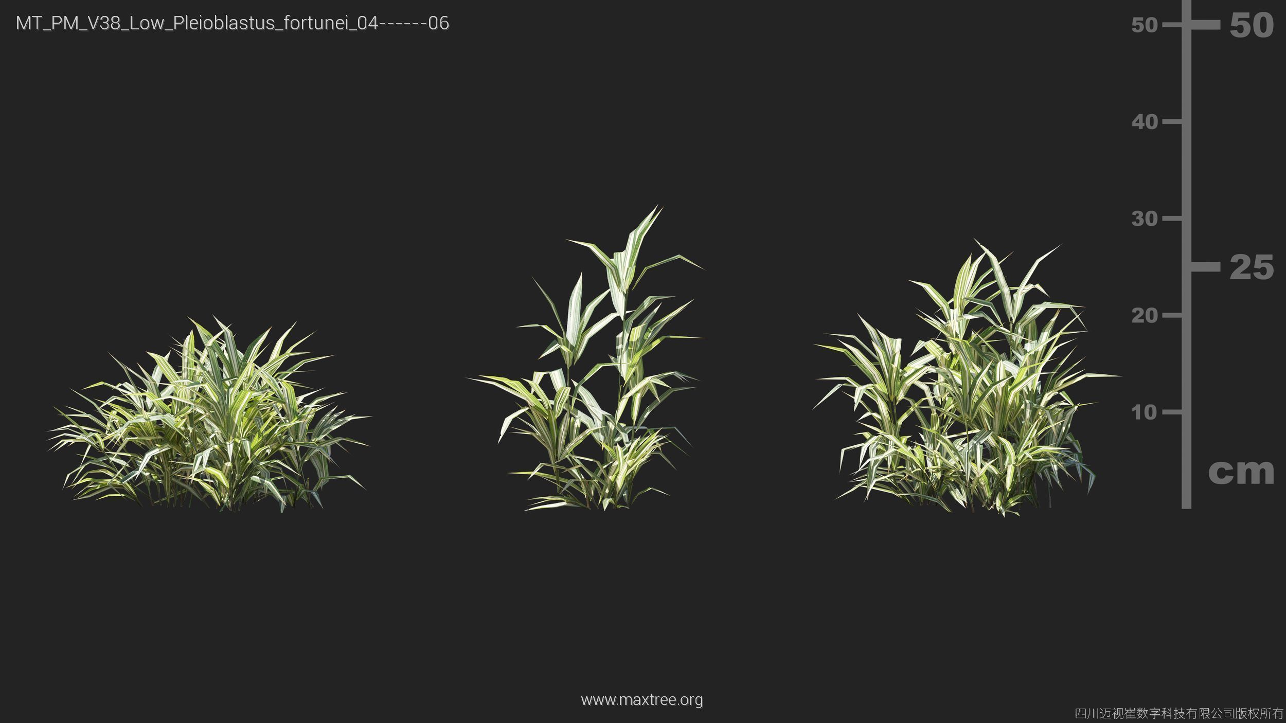 Maxtree Plant Models Vol 38 Low Poly - Mesh 3D model_22