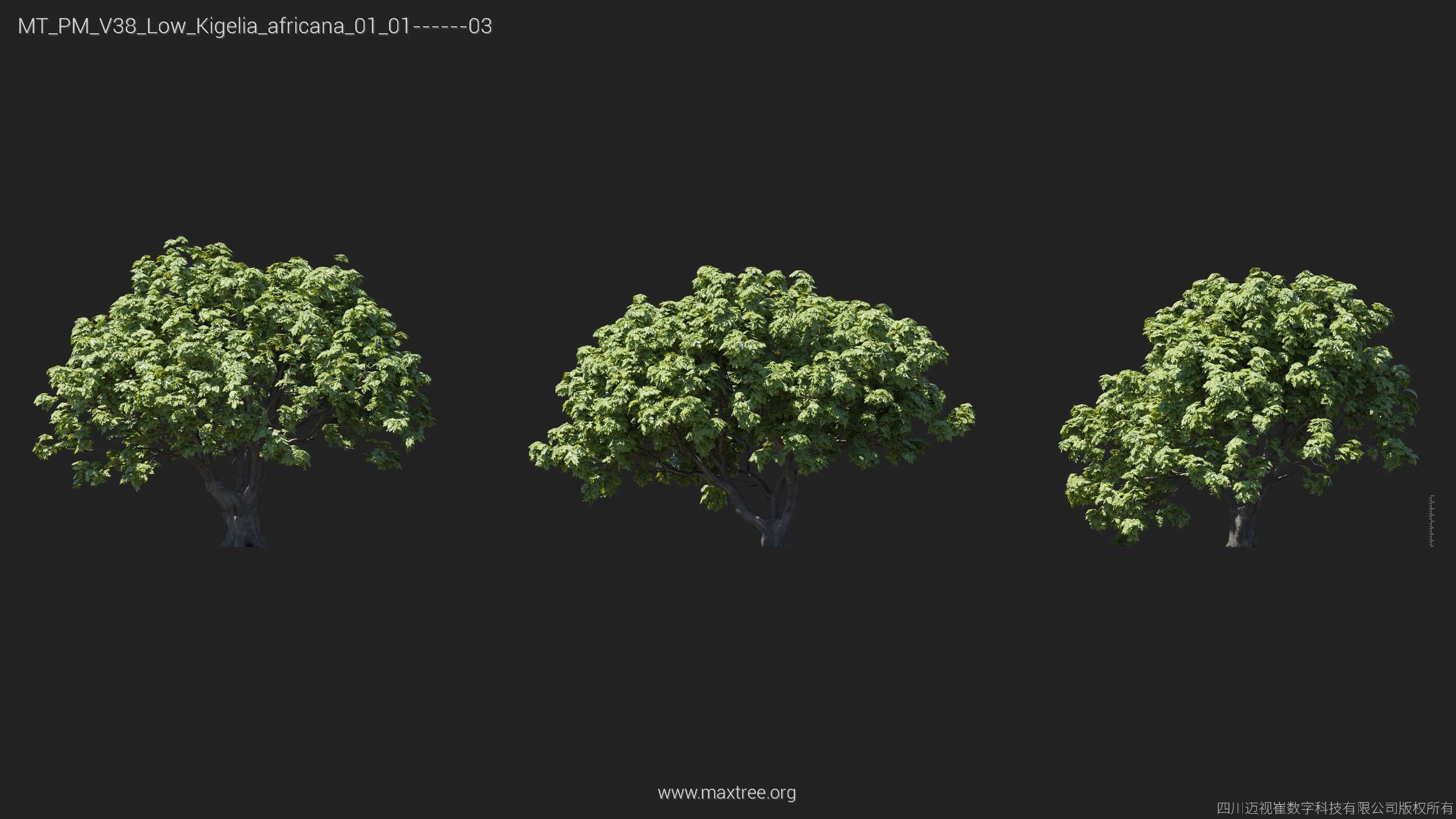 Maxtree Plant Models Vol 38 Low Poly - Mesh 3D model_17