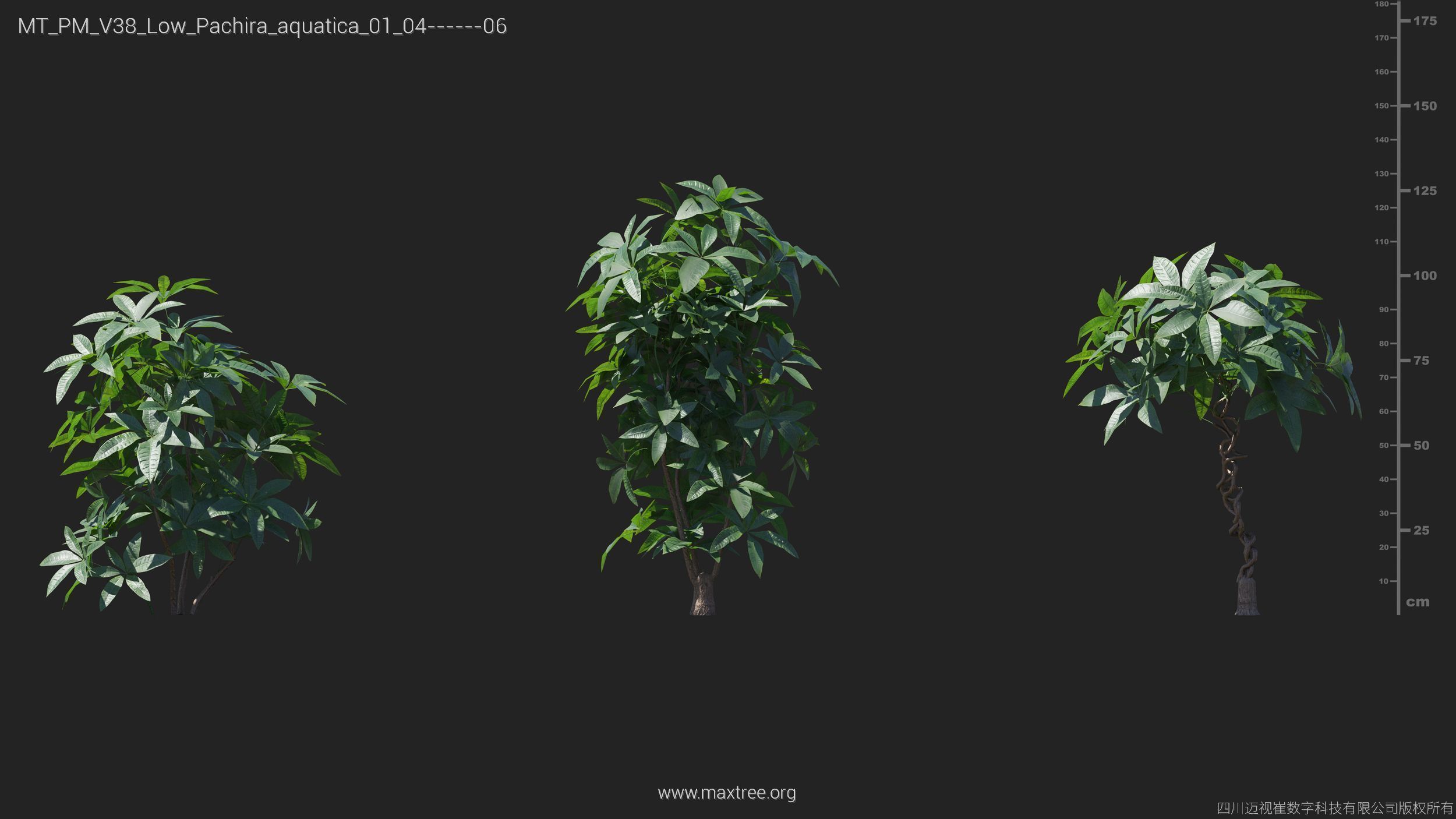 Maxtree Plant Models Vol 38 Low Poly - Mesh 3D model_20
