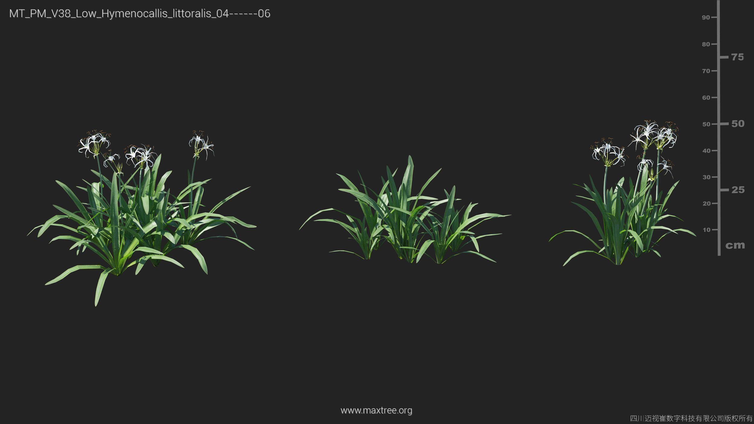 Maxtree Plant Models Vol 38 Low Poly - Mesh 3D model_16